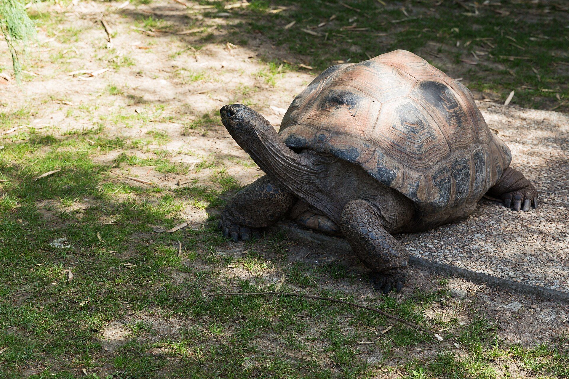 Aldabra Atoll, Outer Islands, Seychelles