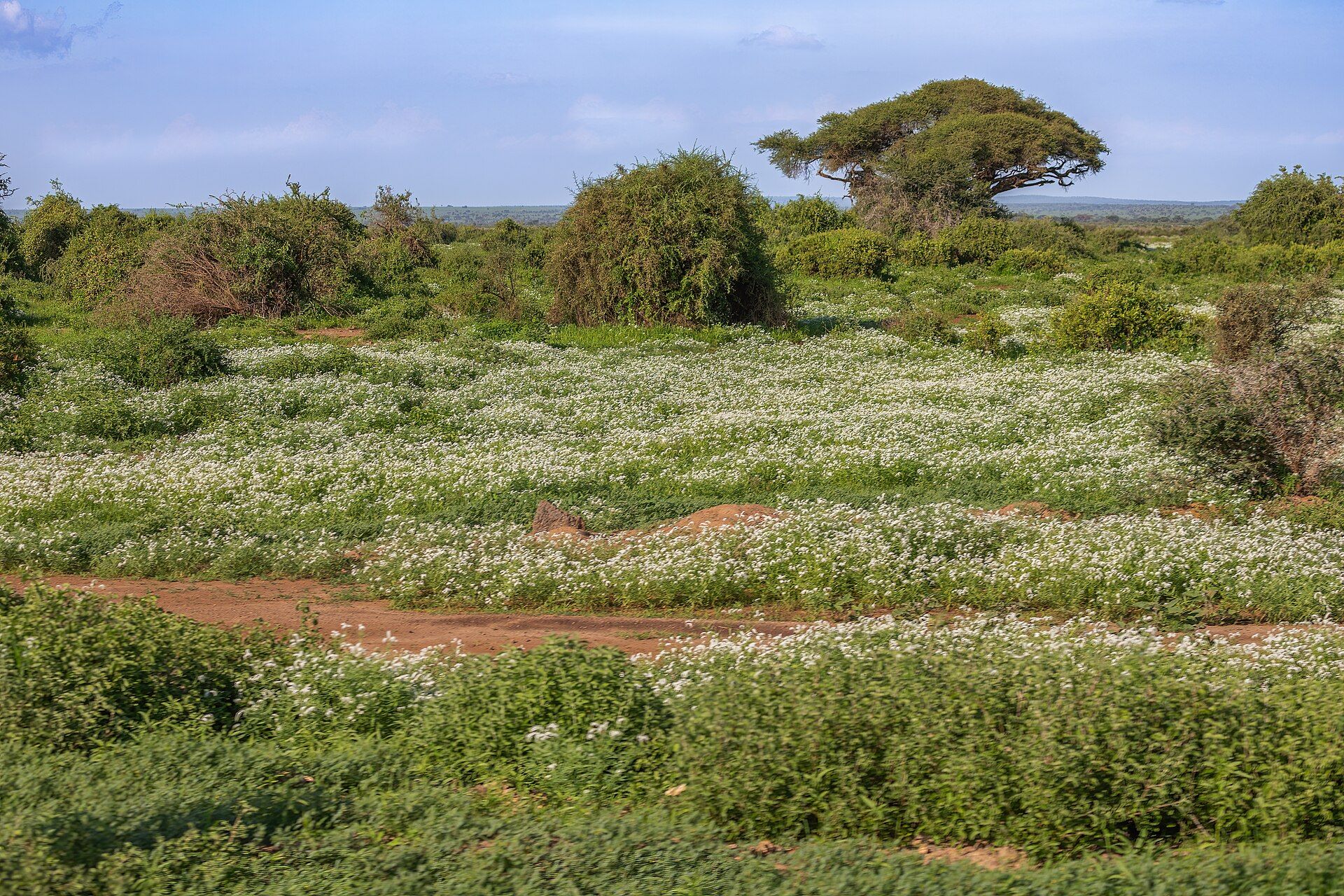 Amboseli National Park, Kajiado County, southern Kenya, on the Tanzanian border