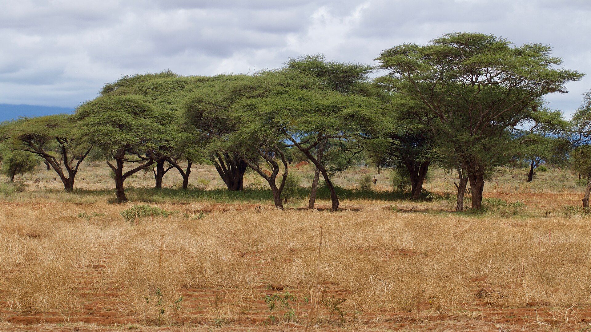 Amboseli National Park, Kajiado County, southern Kenya, on the Tanzanian border