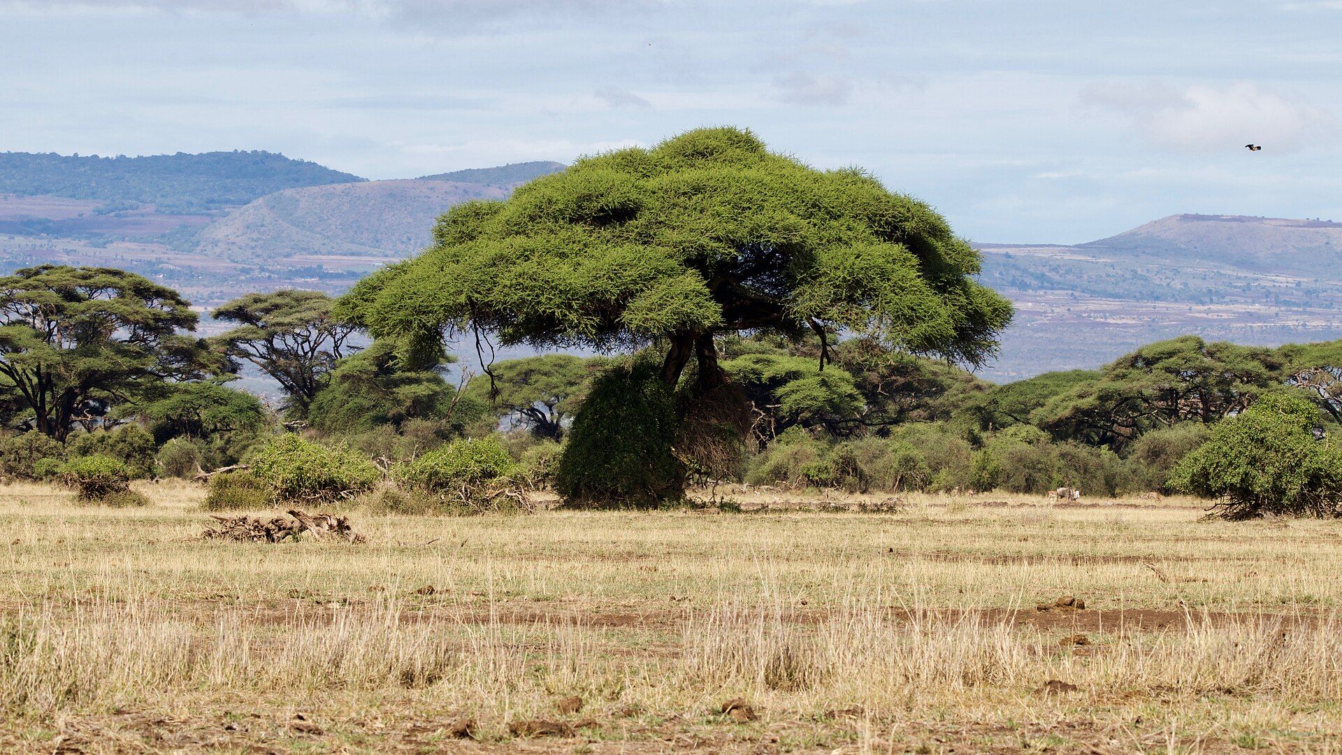 Amboseli National Park, Kajiado County, southern Kenya, on the Tanzanian border