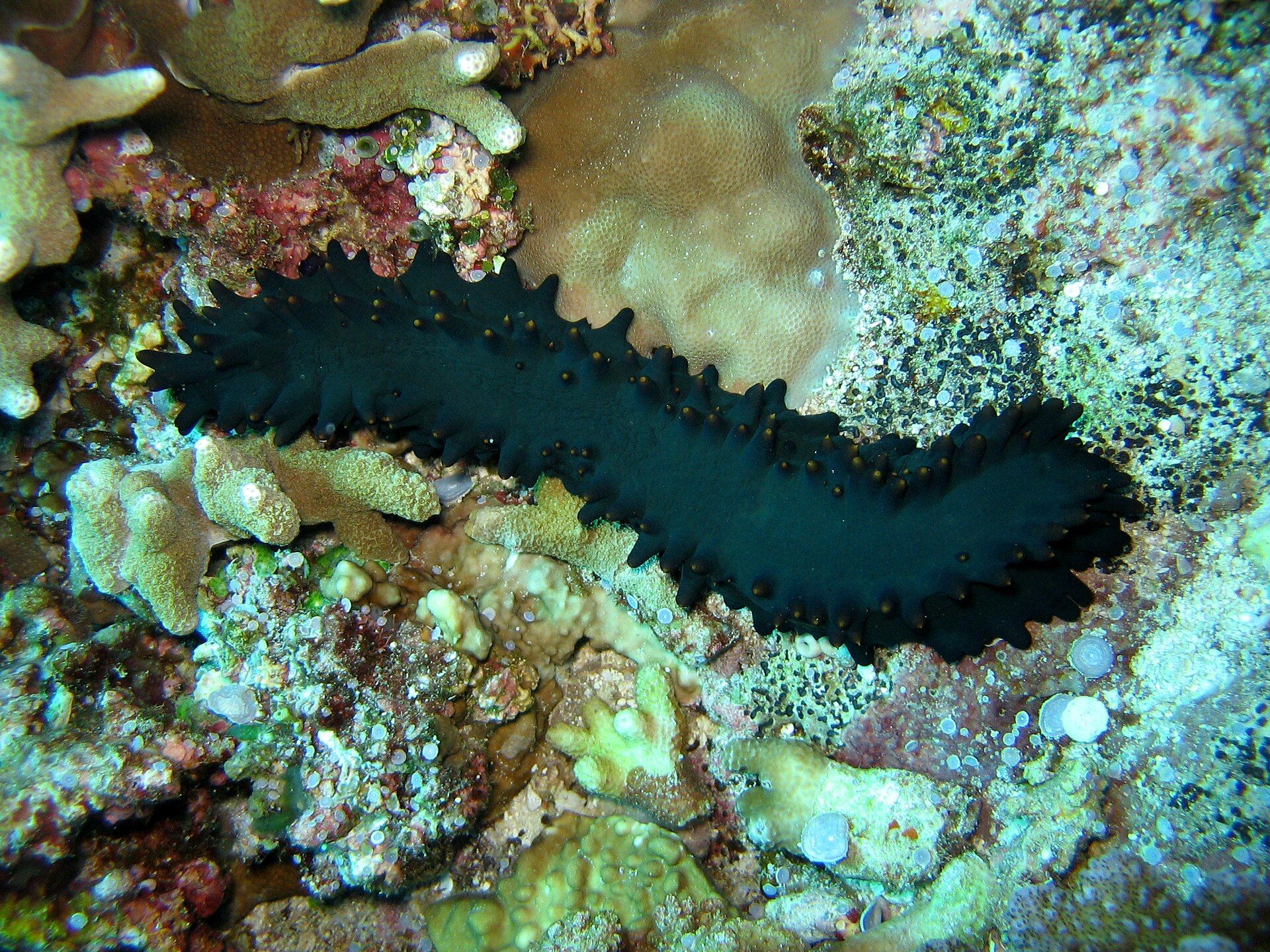 Apo Reef Natural Park, Occidental Mindoro, Philippines