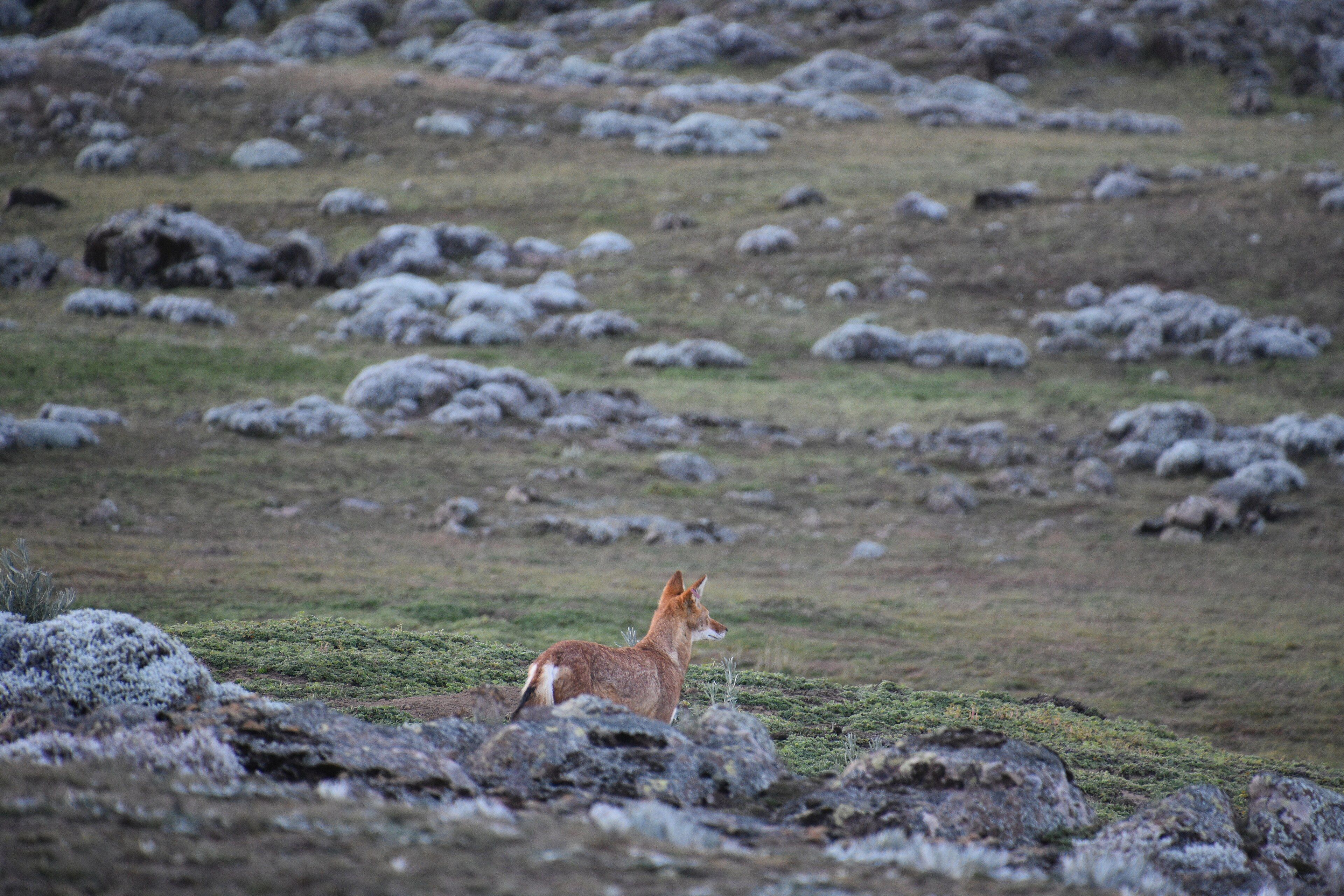 Bale Mountains, Bale Zone, Oromia Region, southeastern Ethiopia