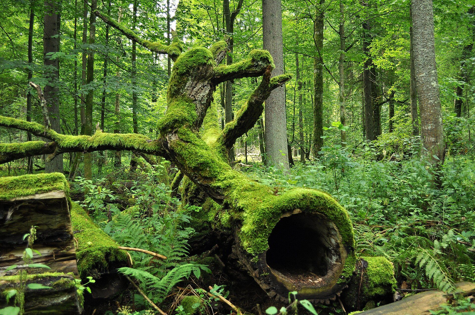 Białowieża Forest, Poland–Belarus border