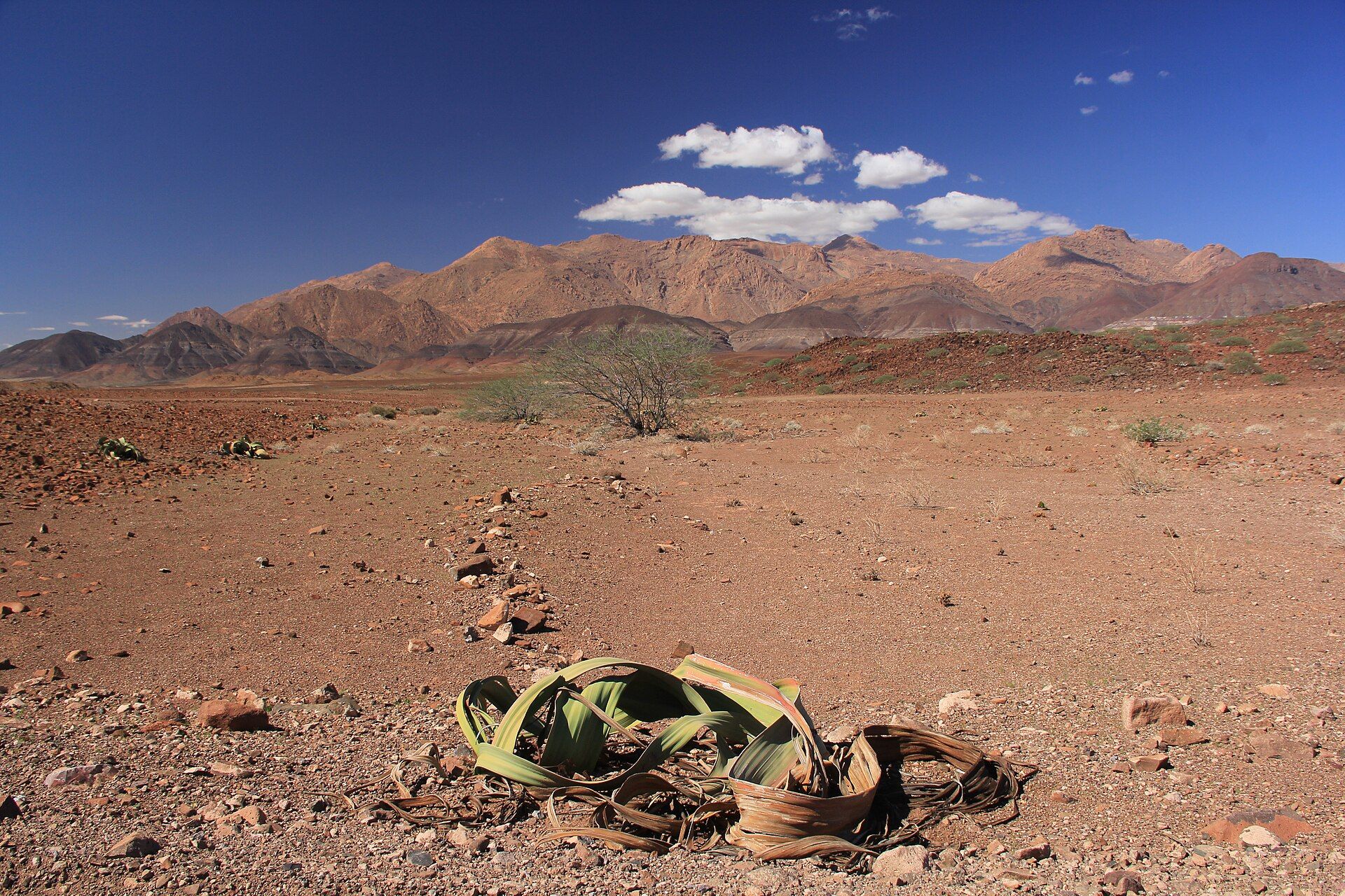 Brandberg Mountain, Damaraland, Erongo Region, Northwest Namibia