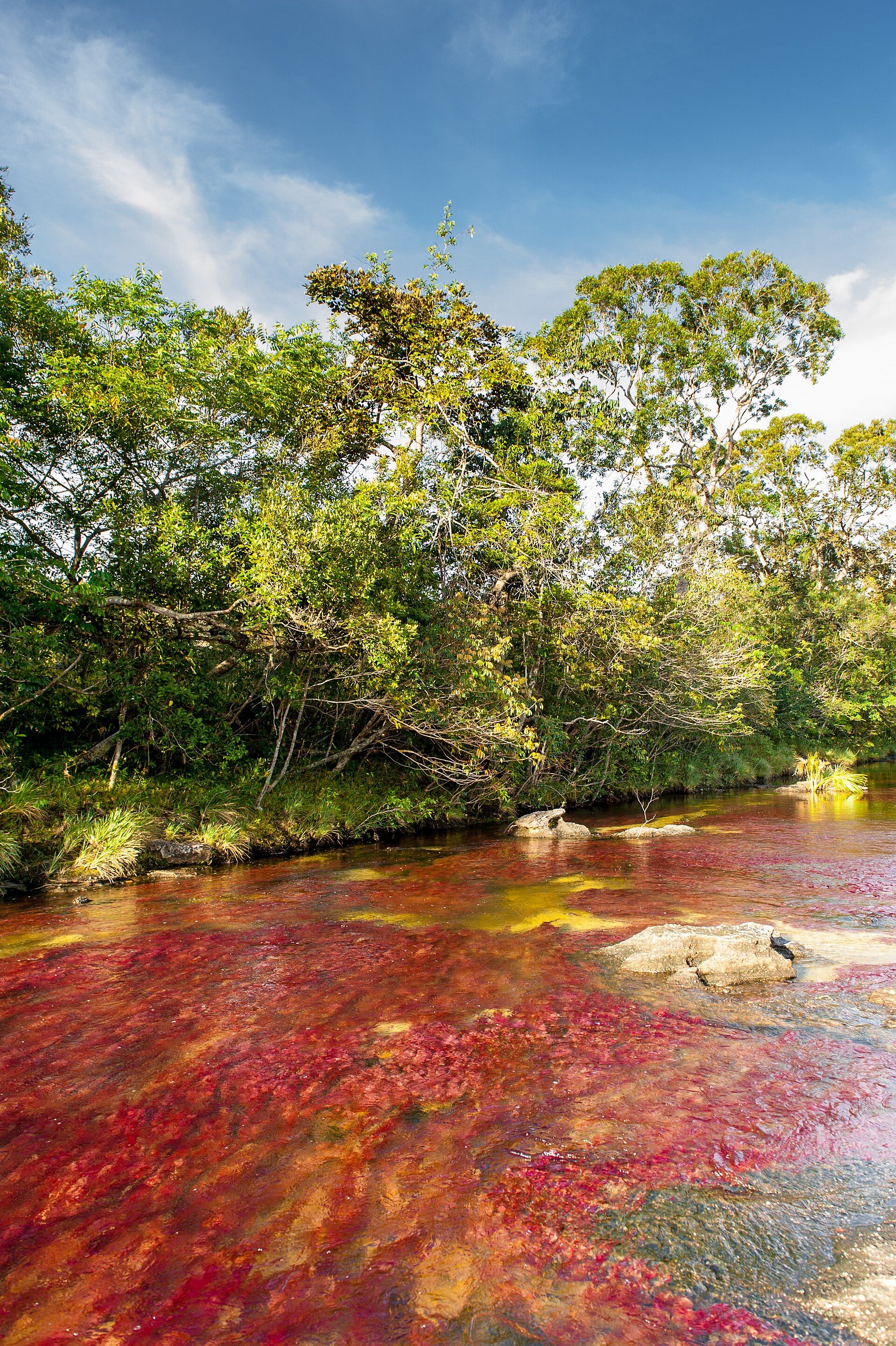Caño Cristales, Serranía de la Macarena, Meta, Colombia