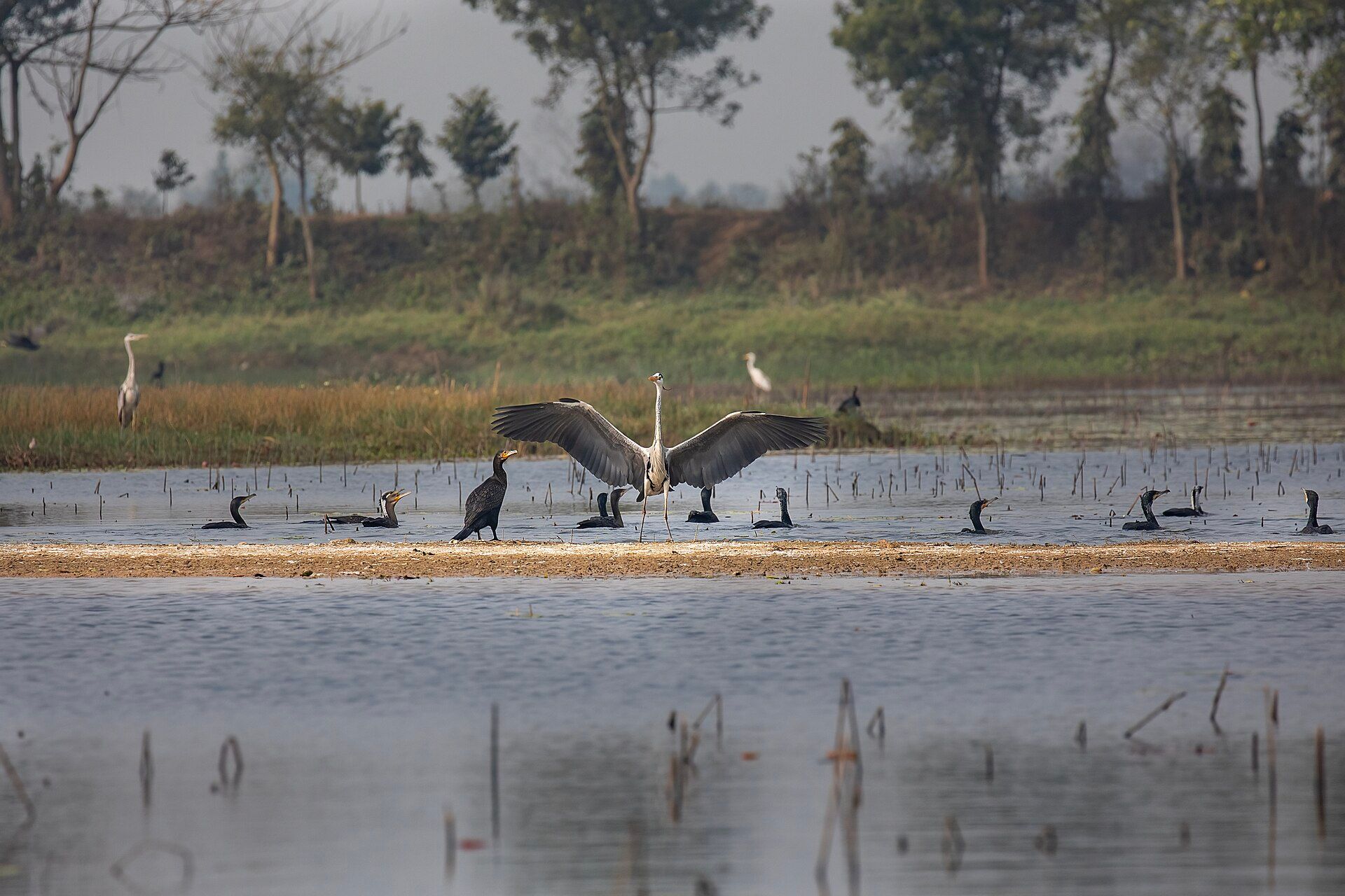 Chitwan National Park, Terai lowlands, southern Nepal