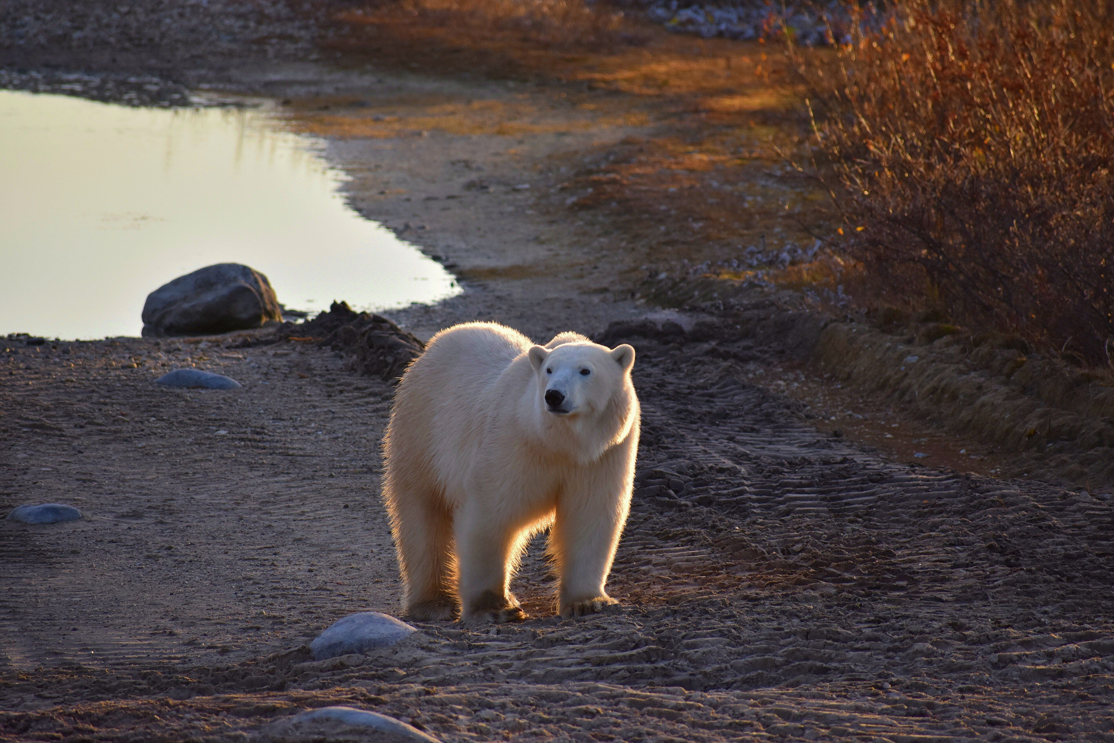 A polar bear on the autumn tundra at Churchill, Manitoba, Canada