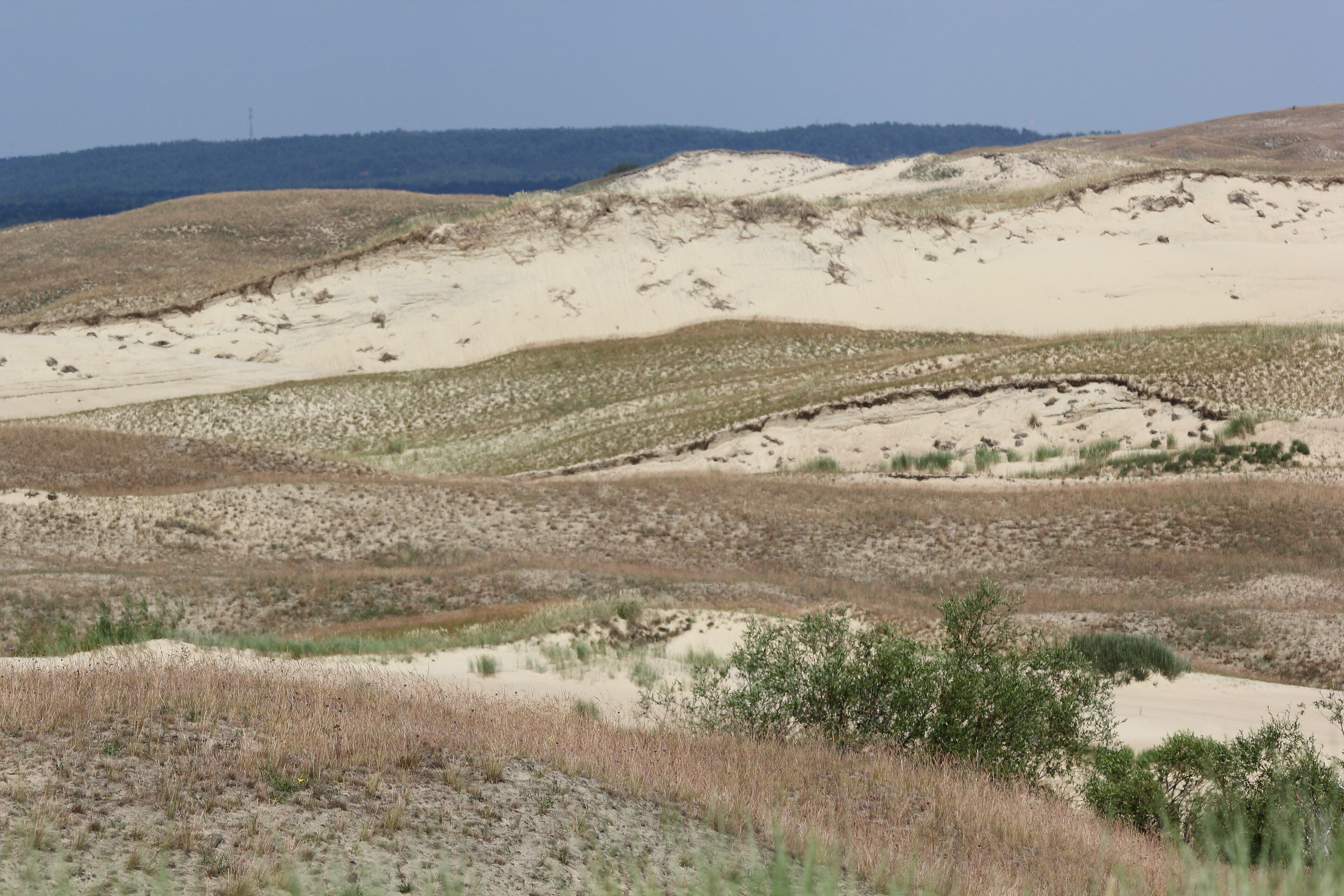 Dunes on the Curonian Spit, Klaipėda County, Lithuania