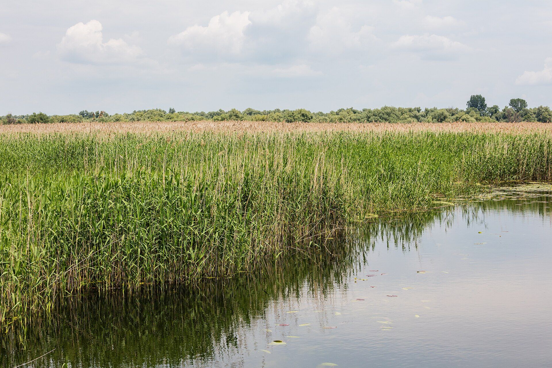 The Danube Delta, Where the Danube meets the Black Sea, eastern Romania