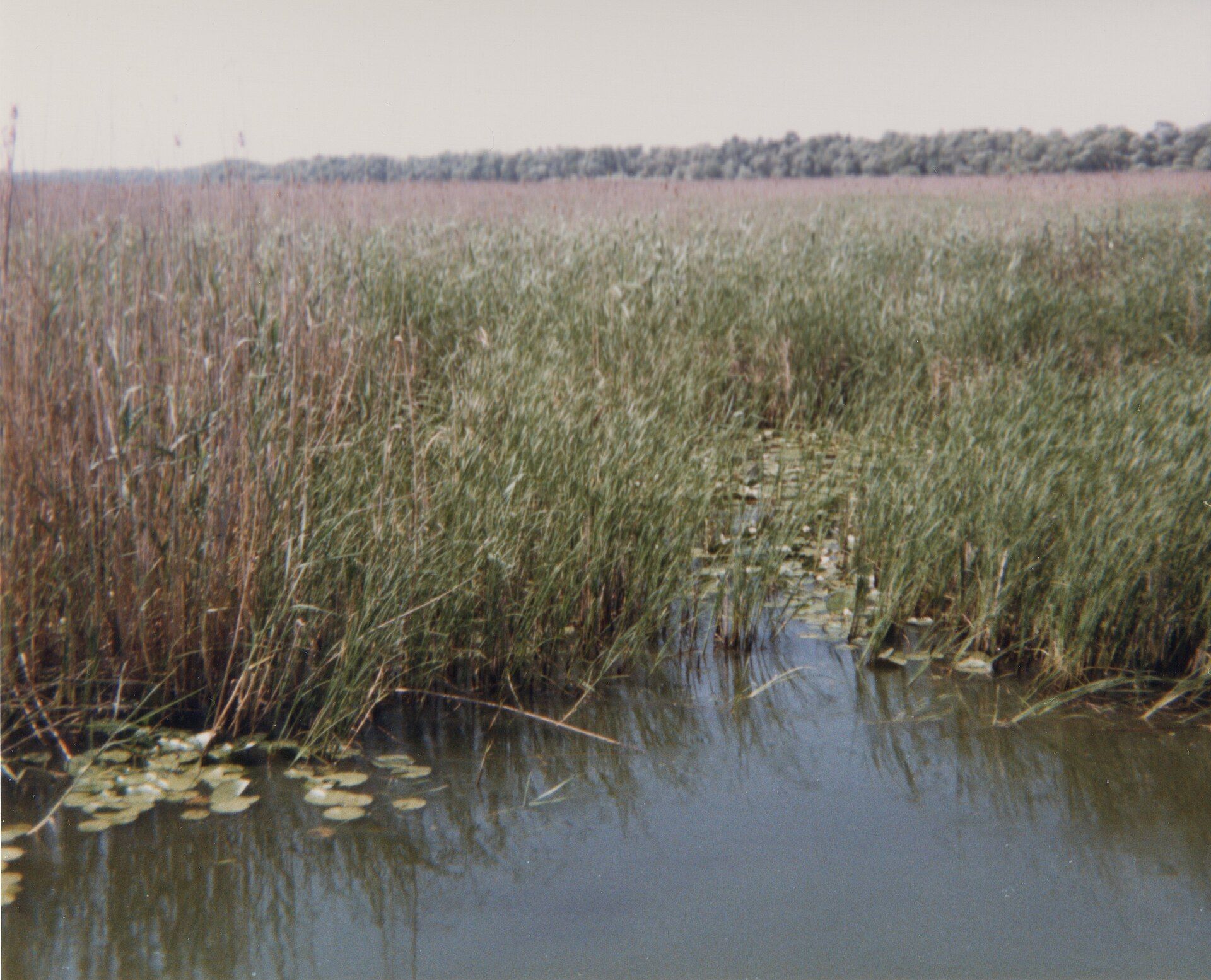 The Danube Delta, Where the Danube meets the Black Sea, eastern Romania