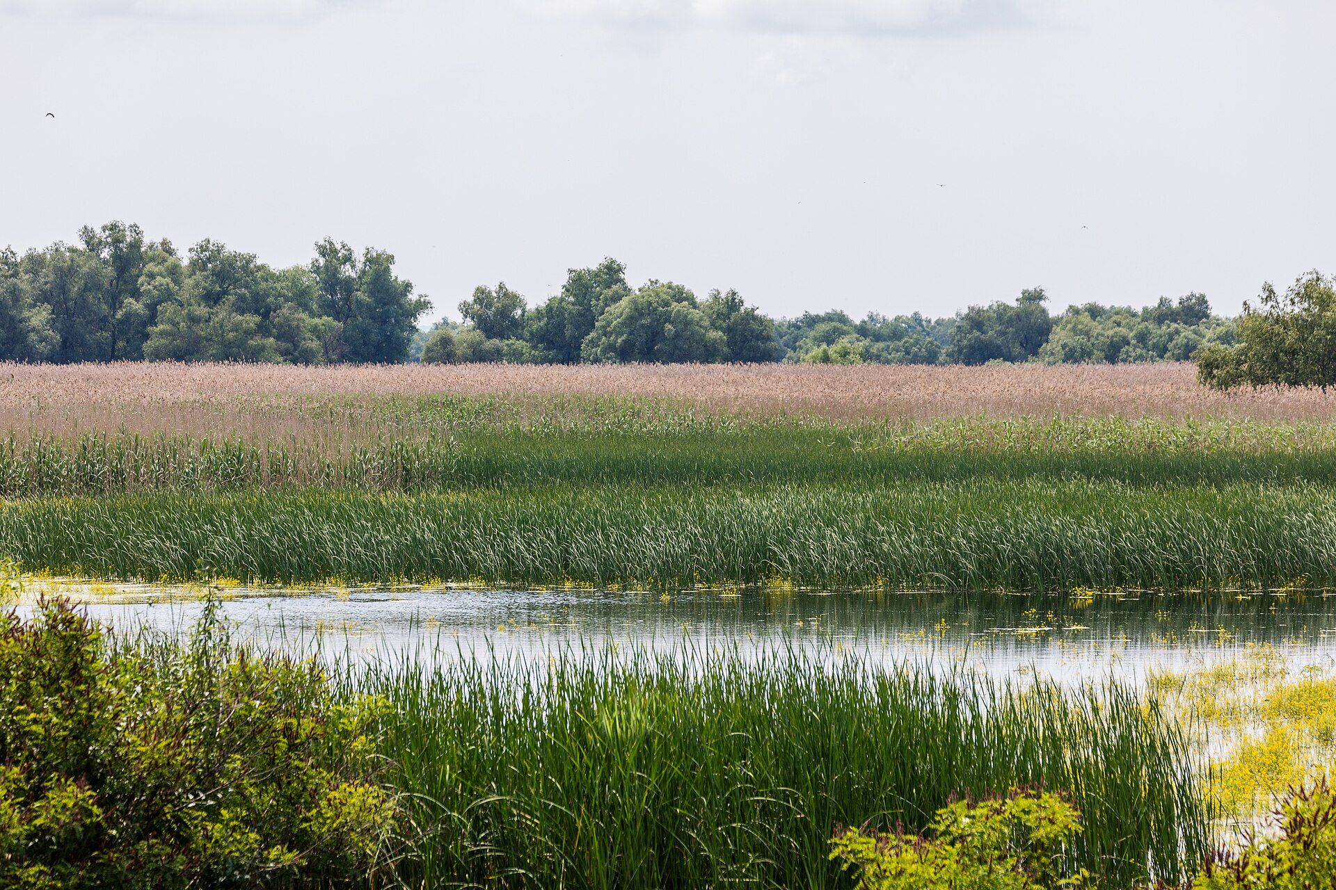 The Danube Delta, Where the Danube meets the Black Sea, eastern Romania