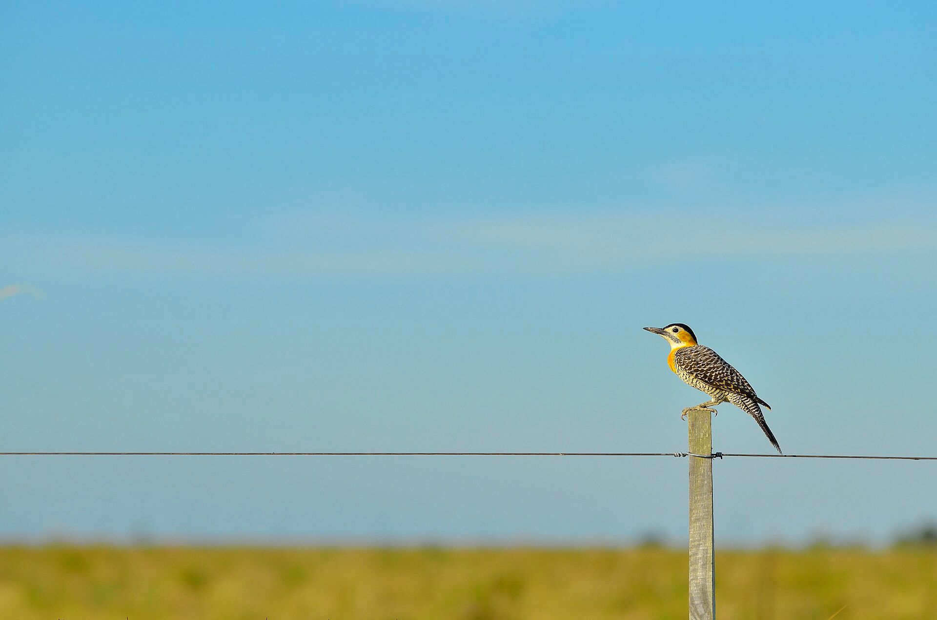 Esteros del Iberá, Corrientes Province, northeastern Argentina