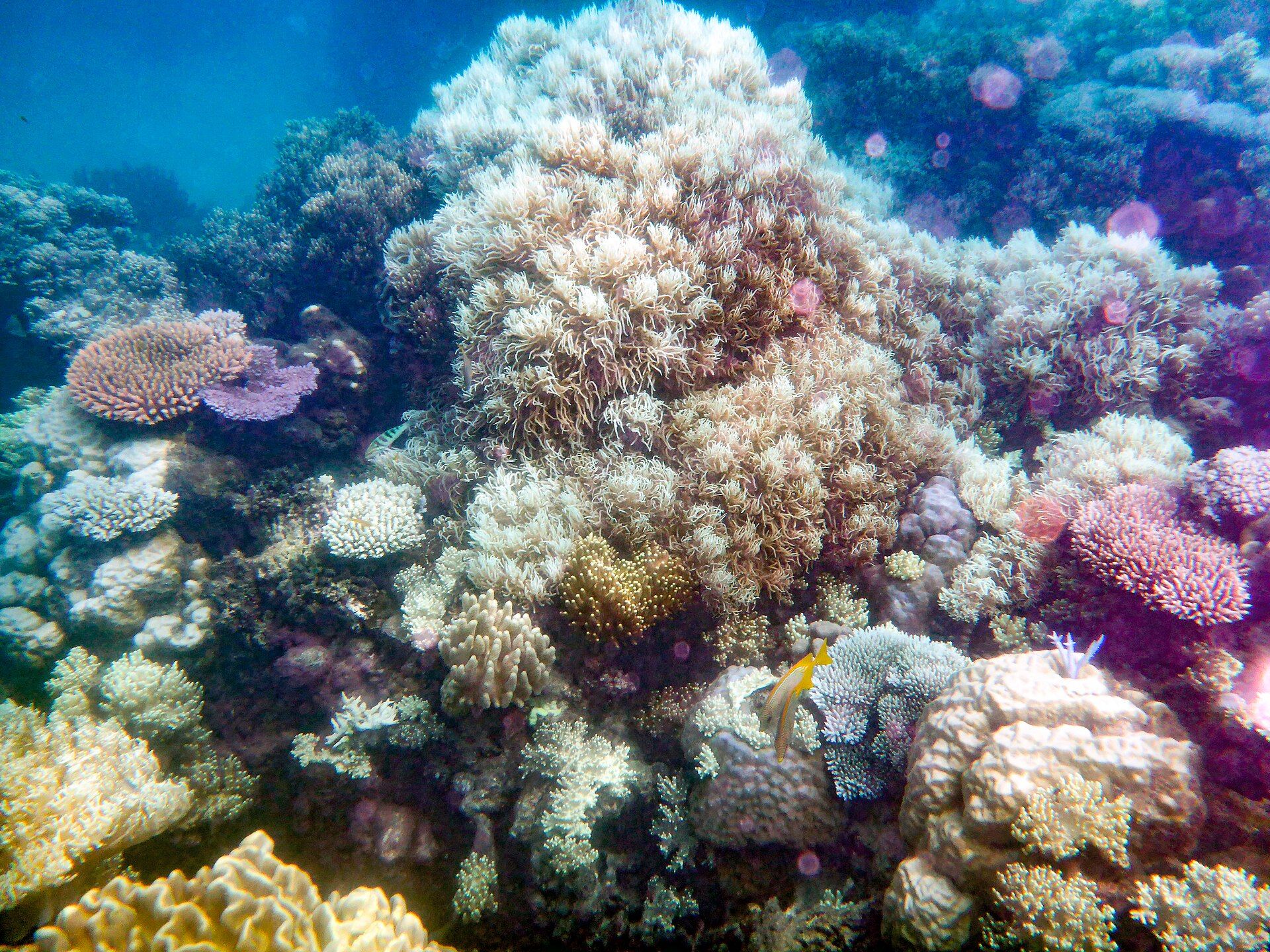 Great Barrier Reef, Queensland coast, Australia