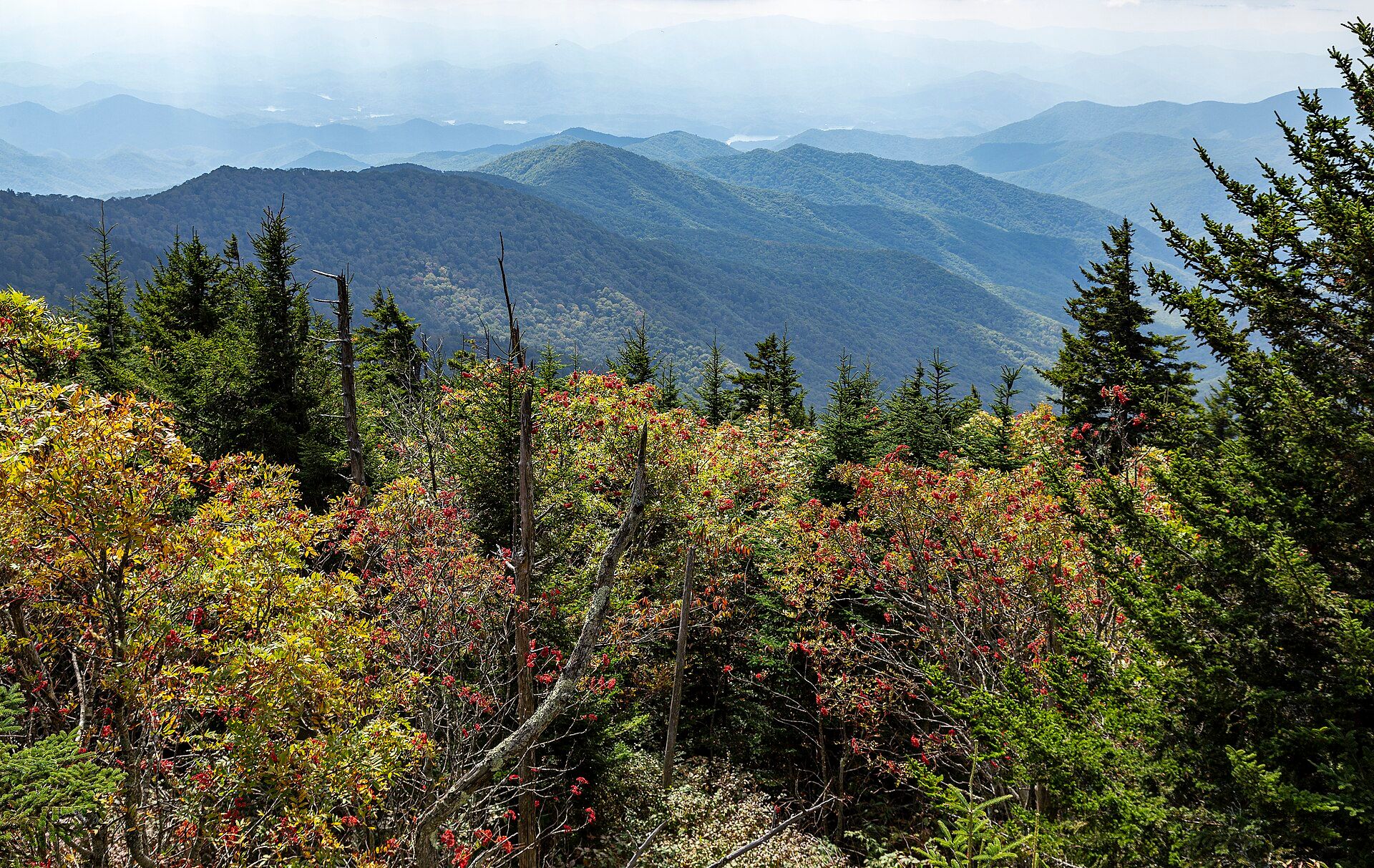 View east from near the summit of Kuwohi (Clingmans Dome): conifers and red-berried shrubs in the foreground above layers of forested blue ridges and hazy valleys, Great Smoky Mountains National Park