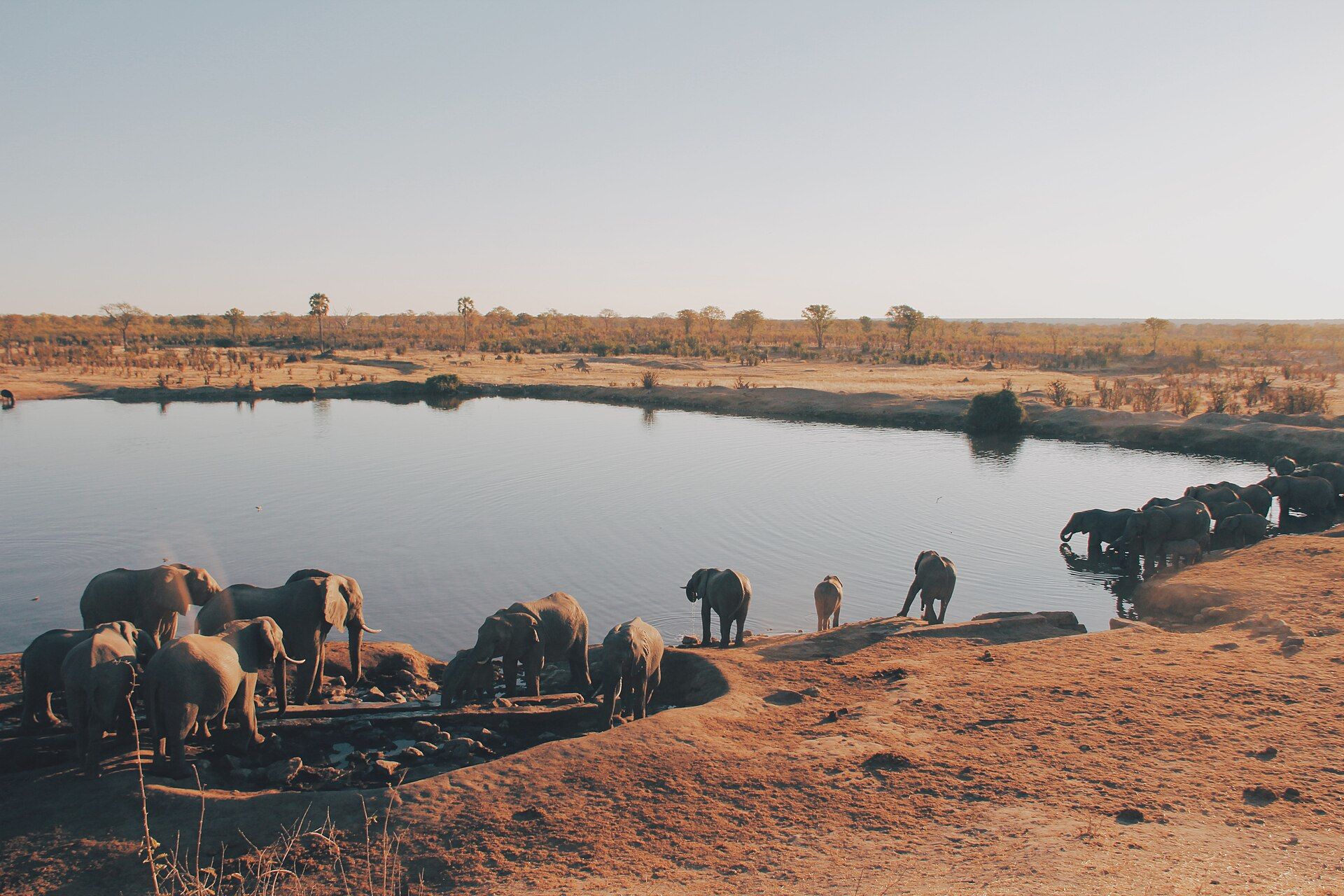 A herd of elephants drinking at the edge of a waterhole on red earth, with dry savanna and scattered trees stretching to a flat horizon, Hwange National Park, Zimbabwe