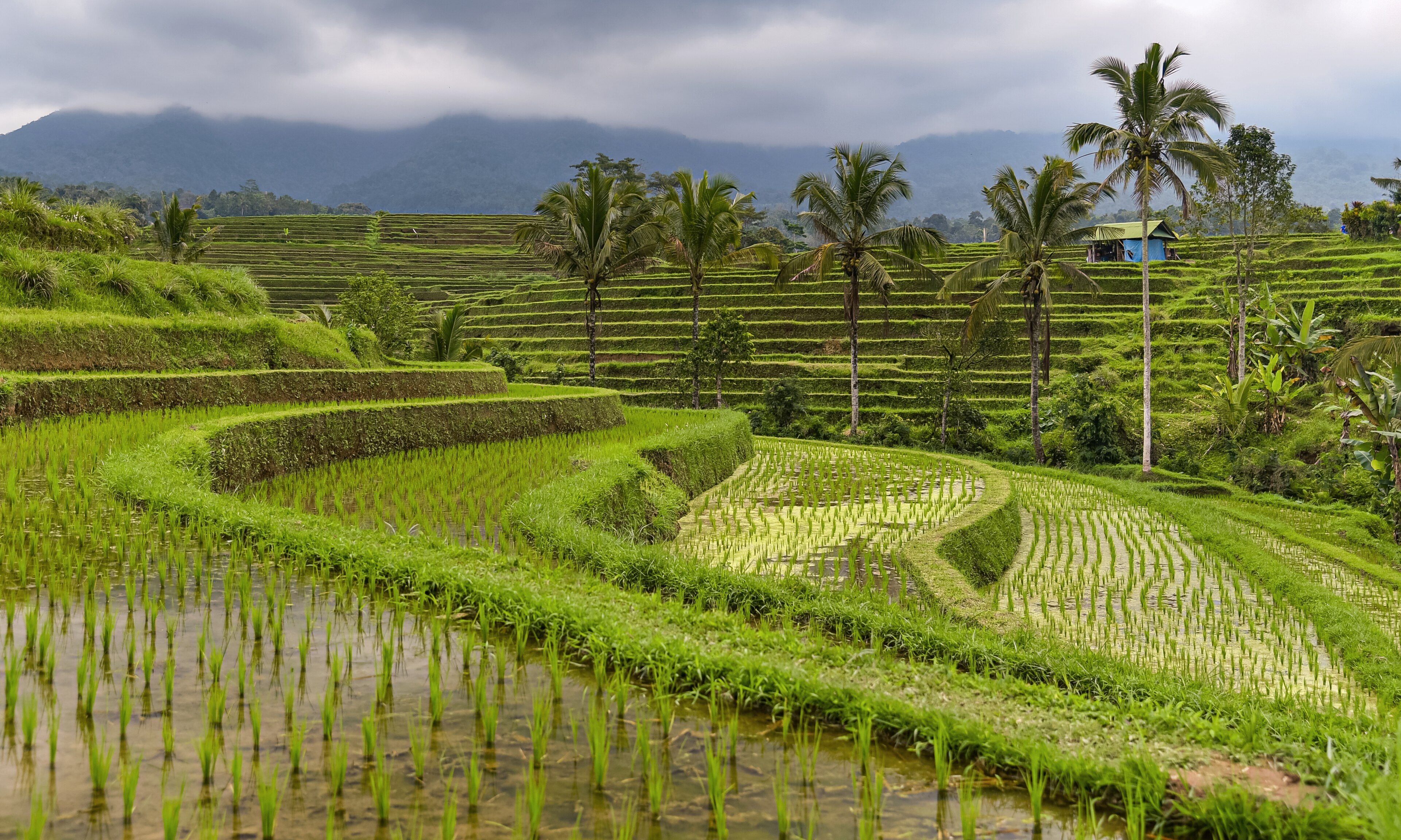 Jatiluwih Rice Terraces, Tabanan Regency, Bali, Indonesia