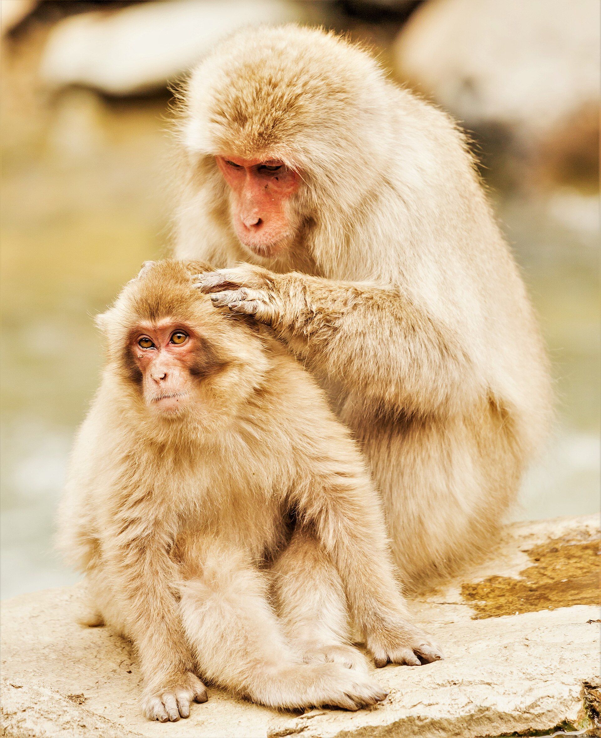 Jigokudani & the Snow Monkeys, Yamanouchi, Nagano Prefecture, Japan