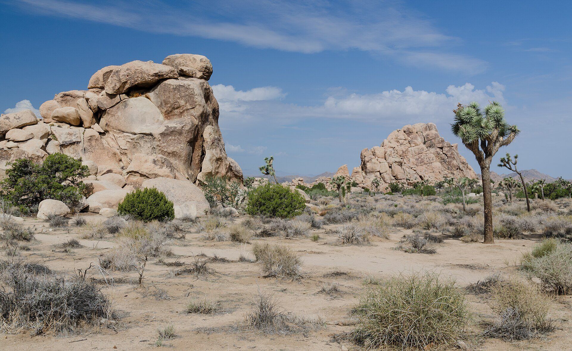 A Joshua tree with spiky crowns standing in desert scrub beside piles of tan granite boulders under a blue sky, Joshua Tree National Park, California