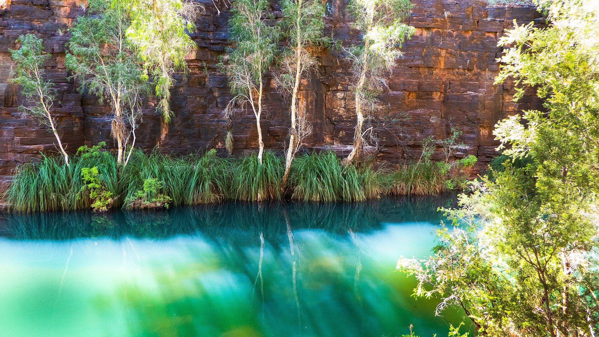 Pale-trunked trees and tall green grasses at the foot of a sheer wall of layered red-brown rock, above a still turquoise pool in Dales Gorge, Karijini National Park