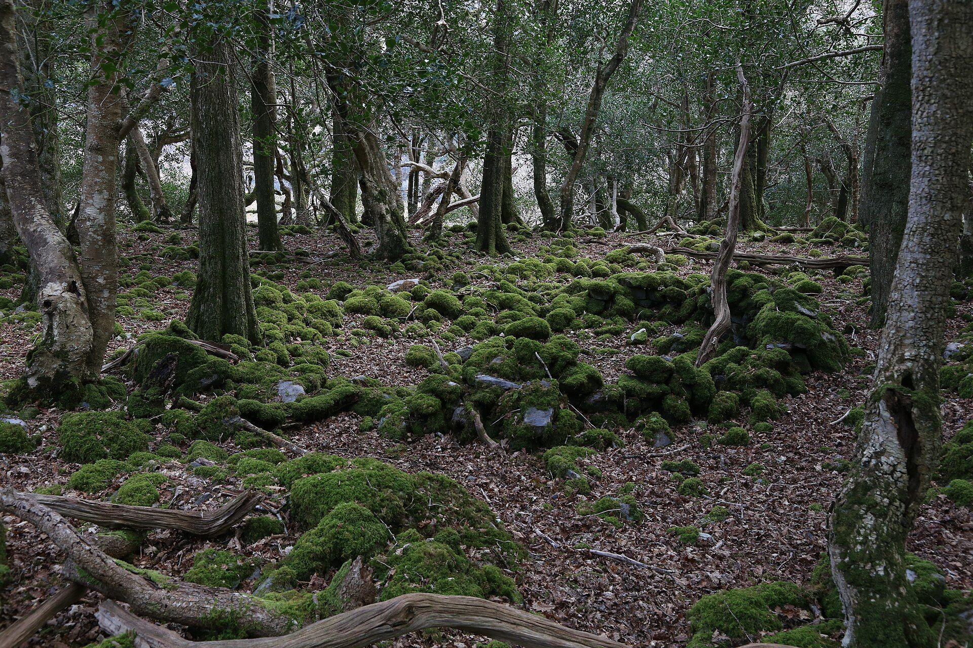Killarney National Park, County Kerry, Ireland