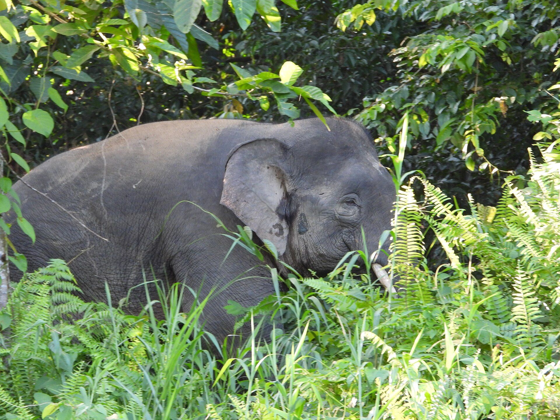 Kinabatangan River, Sabah, Malaysian Borneo