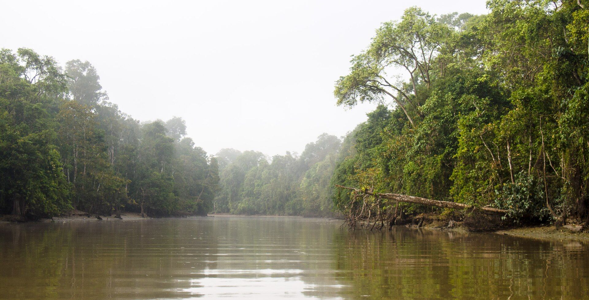 Kinabatangan River, Sabah, Malaysian Borneo