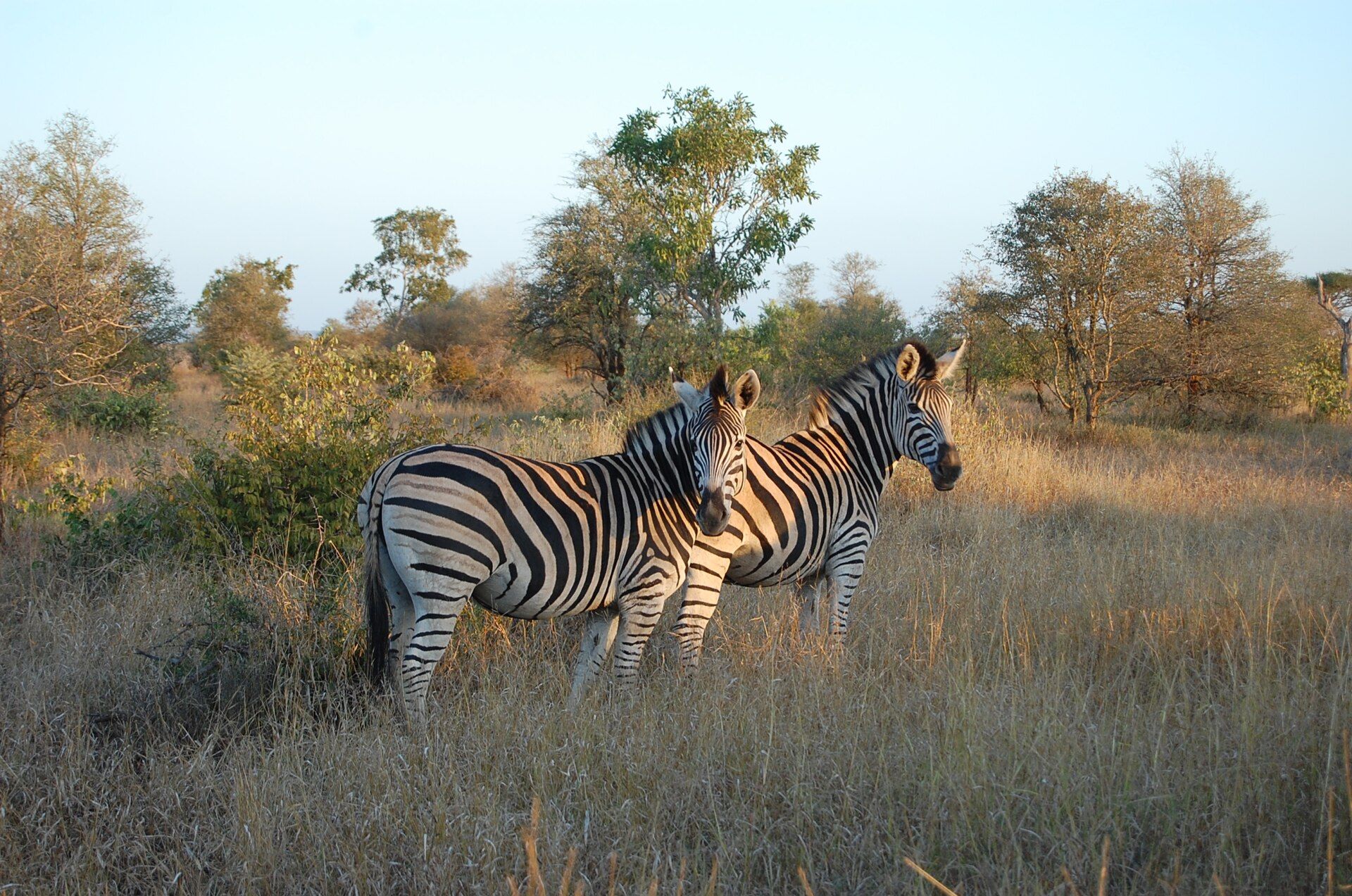 Kruger National Park, Mpumalanga & Limpopo, South Africa