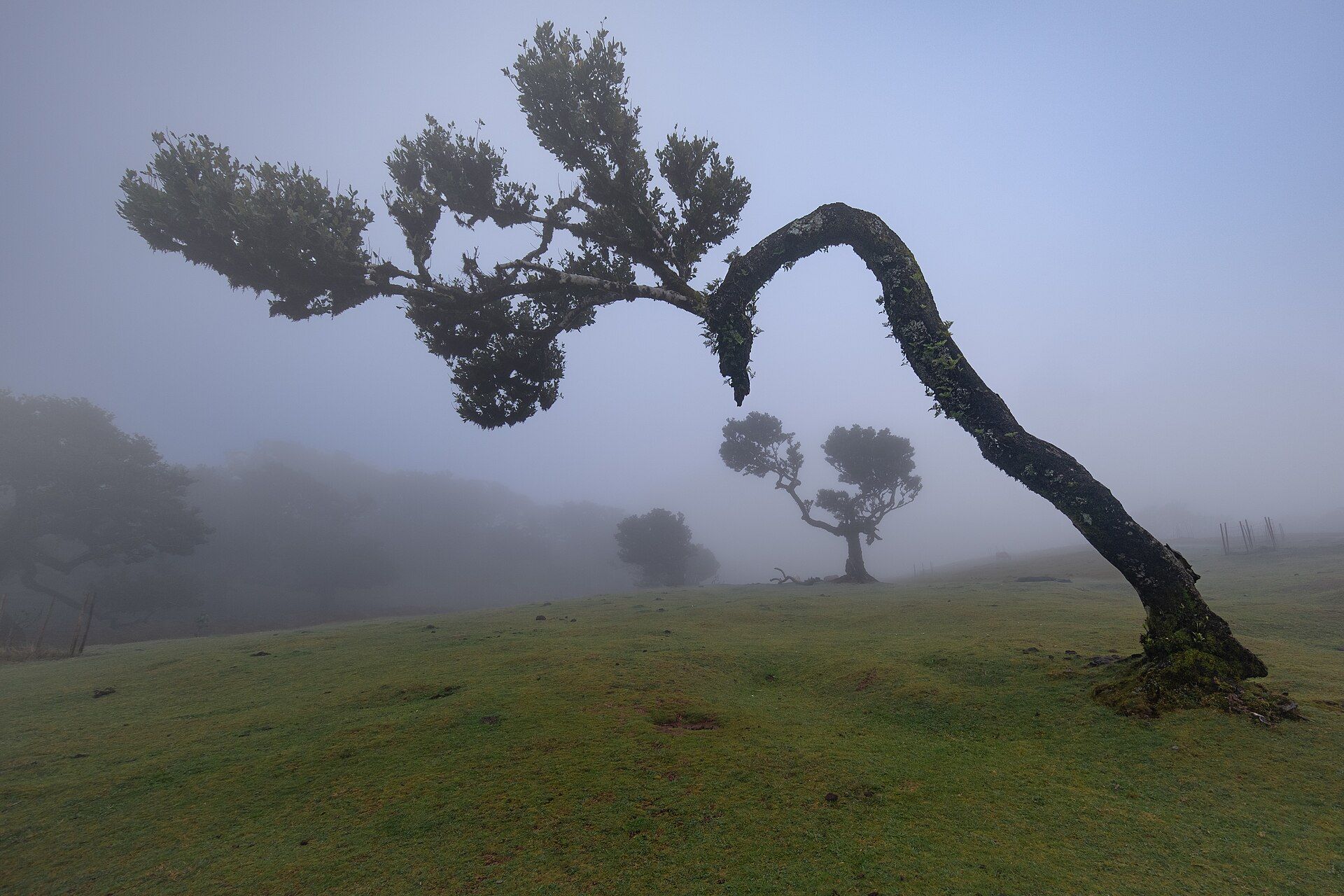 Laurisilva of Madeira, Madeira, Portugal (North Atlantic)