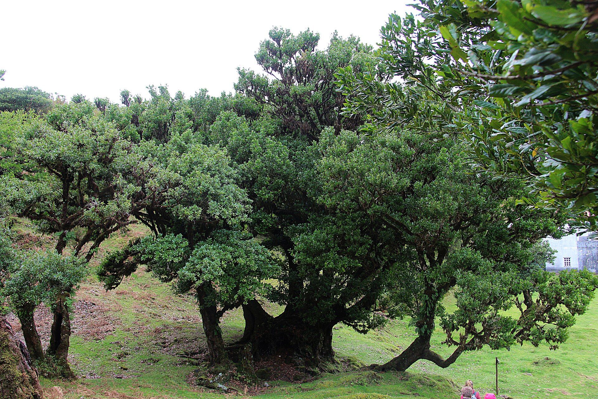Laurisilva of Madeira, Madeira, Portugal (North Atlantic)