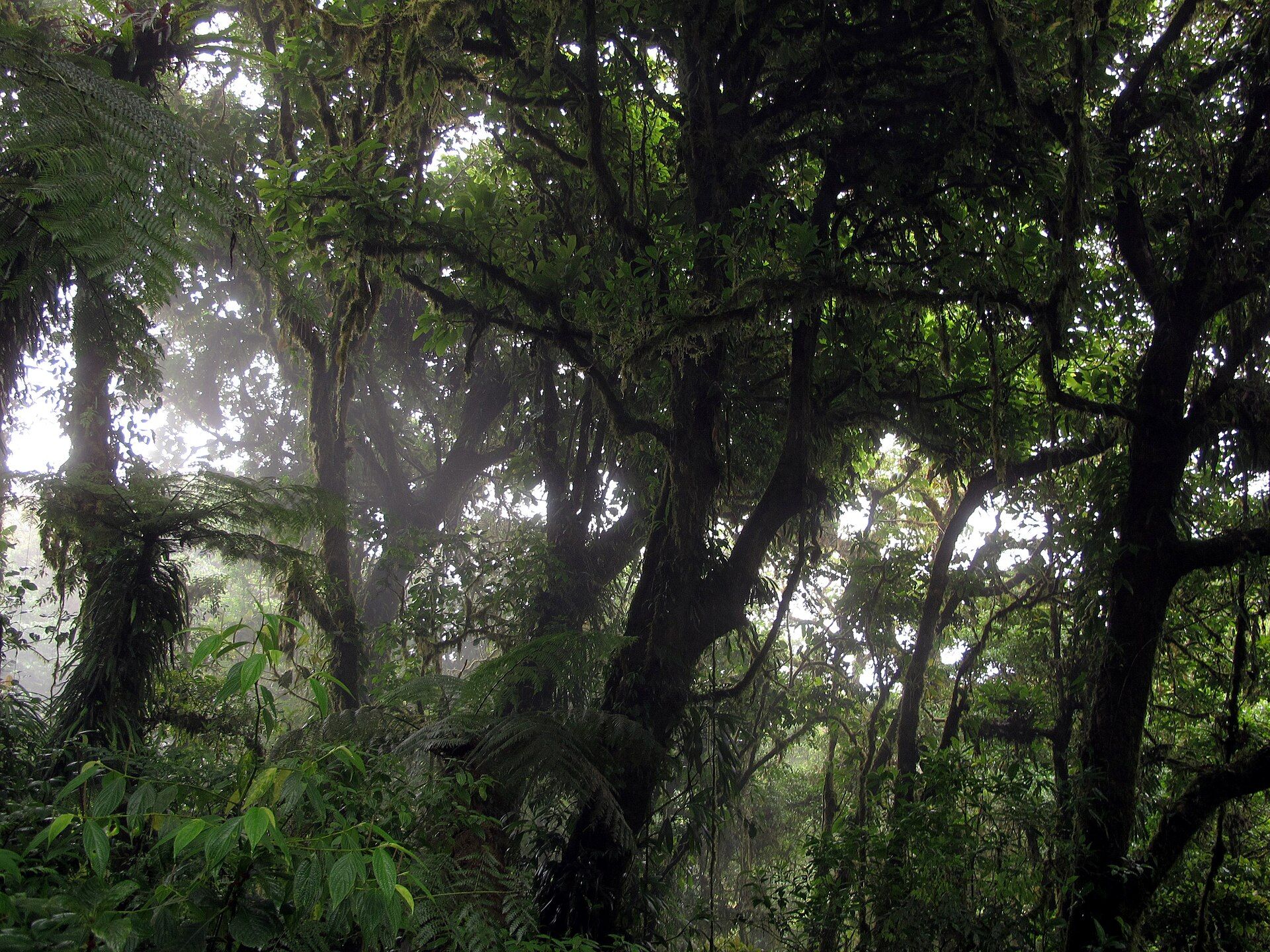 Monteverde Cloud Forest, Puntarenas / Alajuela, Cordillera de Tilarán, Costa Rica