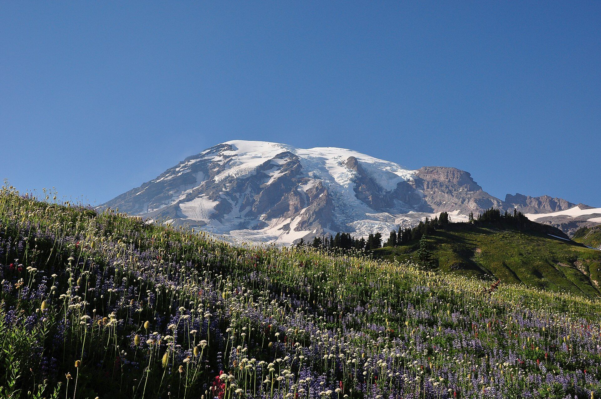 Snow- and glacier-covered Mount Rainier under a clear blue sky, seen above a sloping subalpine meadow of purple lupine, white wildflowers and red paintbrush near Paradise, Washington
