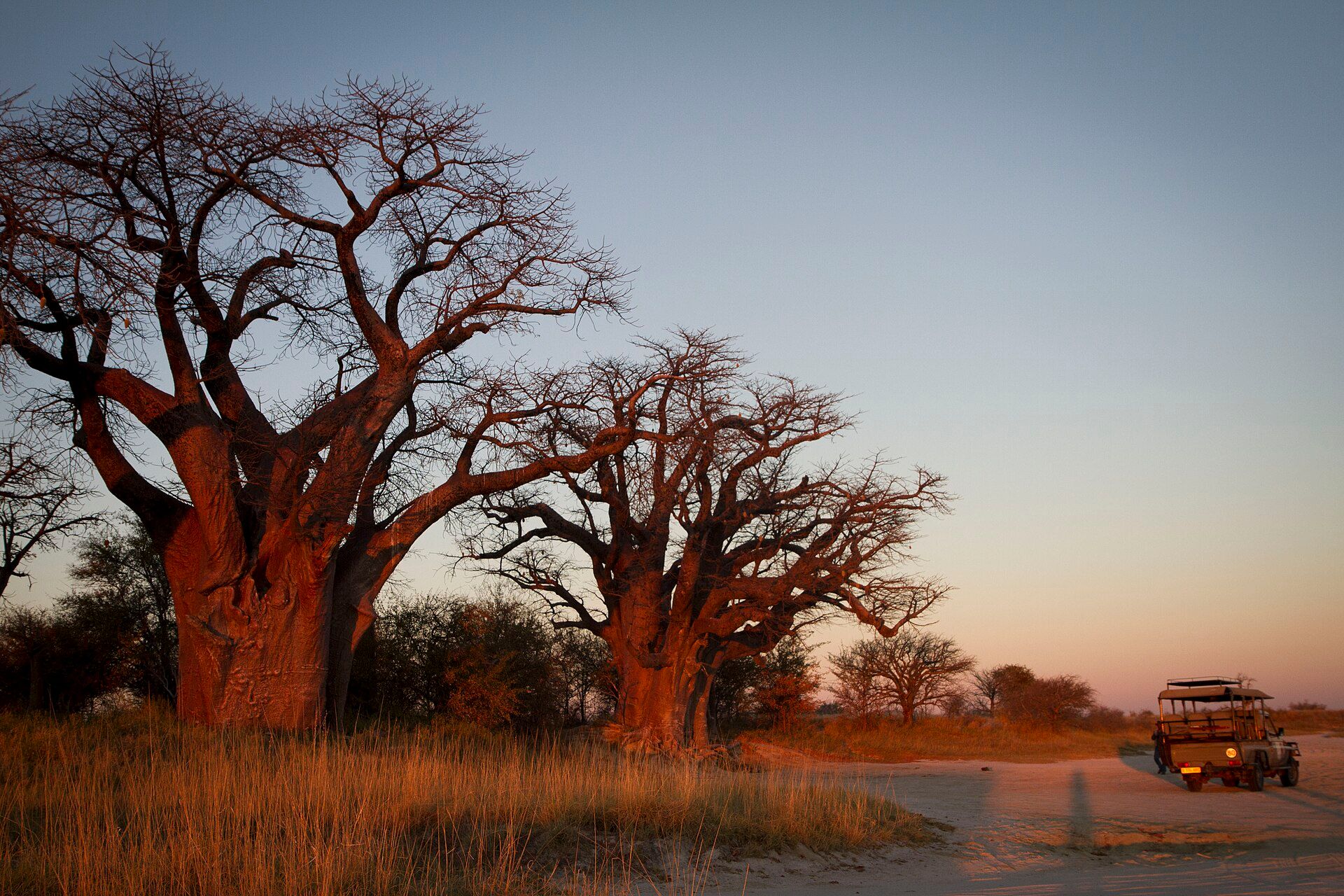 Baines' Baobabs glowing red at sunset beside a safari vehicle in Nxai Pan National Park, Botswana