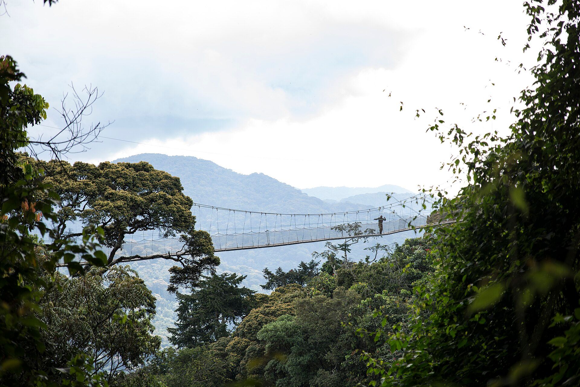 Nyungwe Forest, Southwestern Rwanda