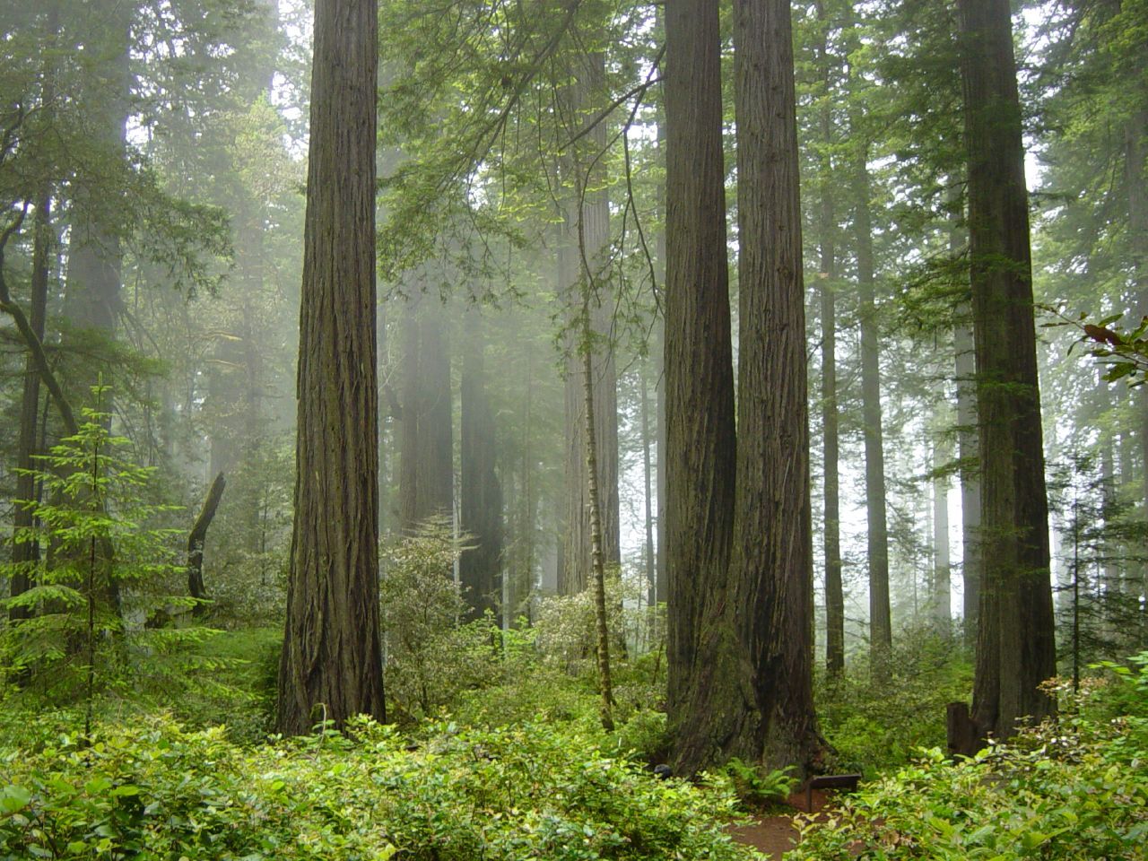 Redwood Forests, Northern California, USA