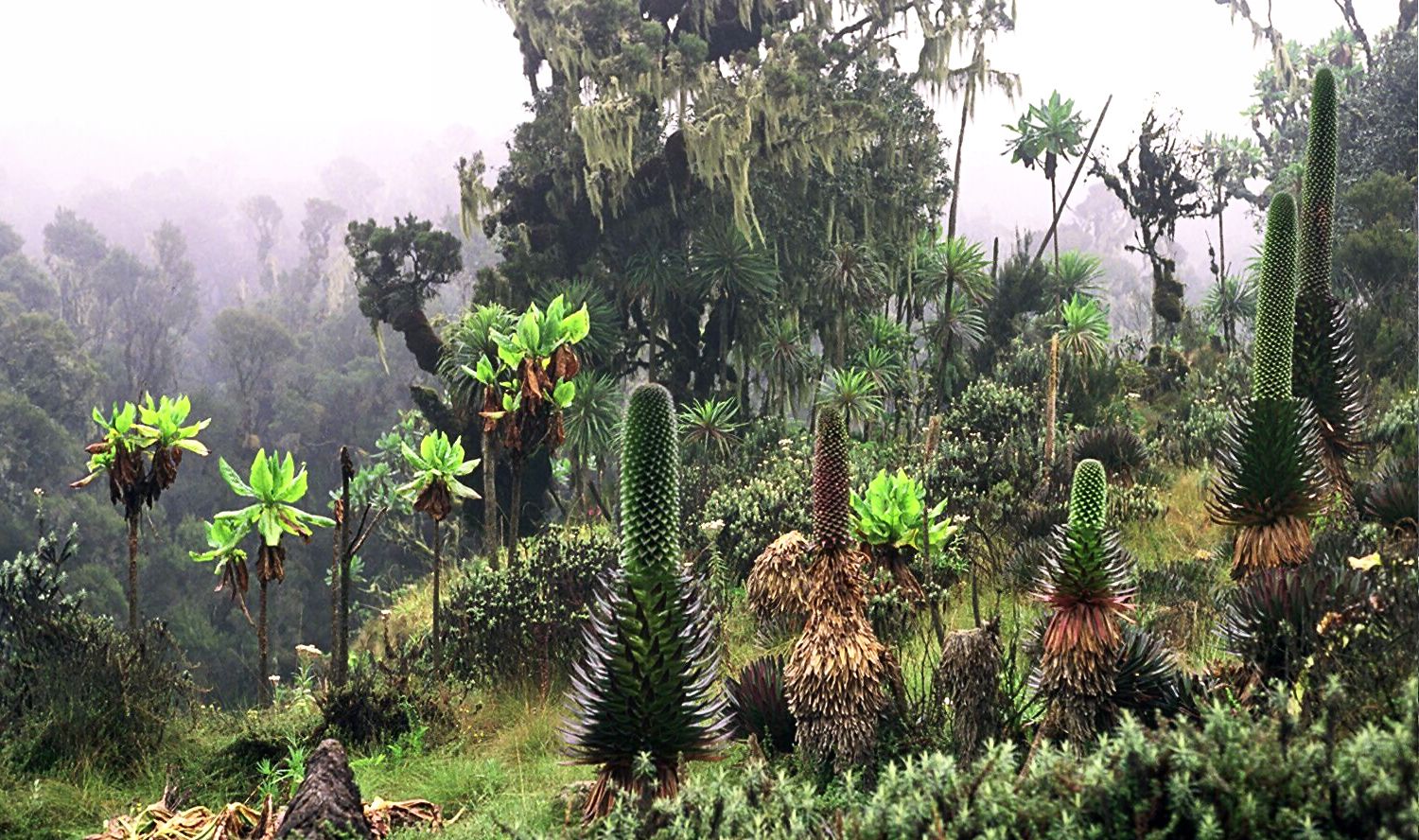 Rwenzori Mountains, Uganda–DR Congo border