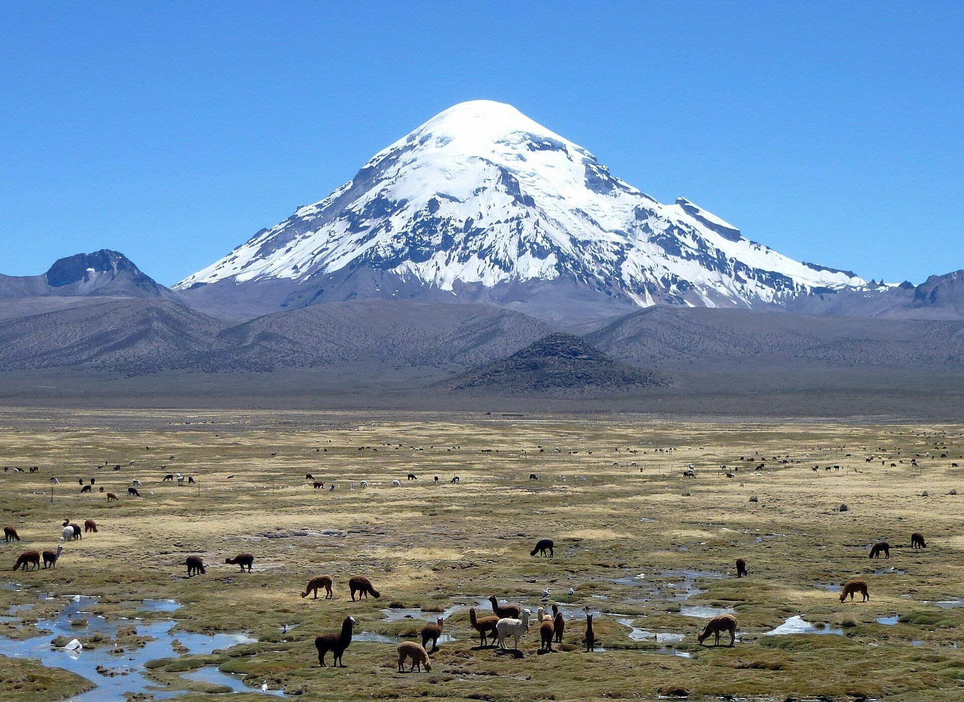 The snow-capped cone of Nevado Sajama rising above brown hills and a wet Altiplano grassland where llamas and alpacas graze, Sajama National Park, Bolivia