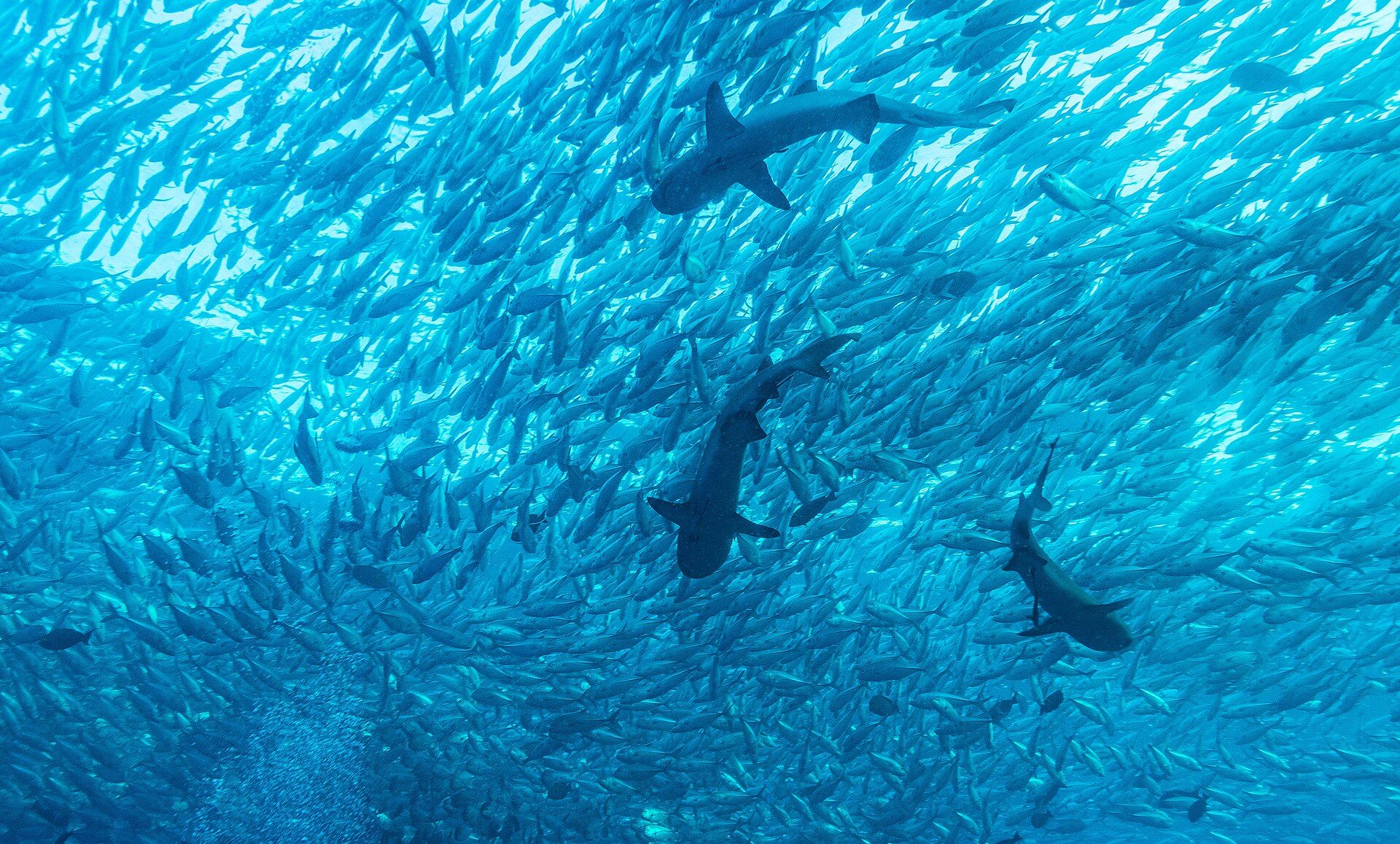 Sipadan Island, Celebes Sea, off Sabah, Malaysian Borneo