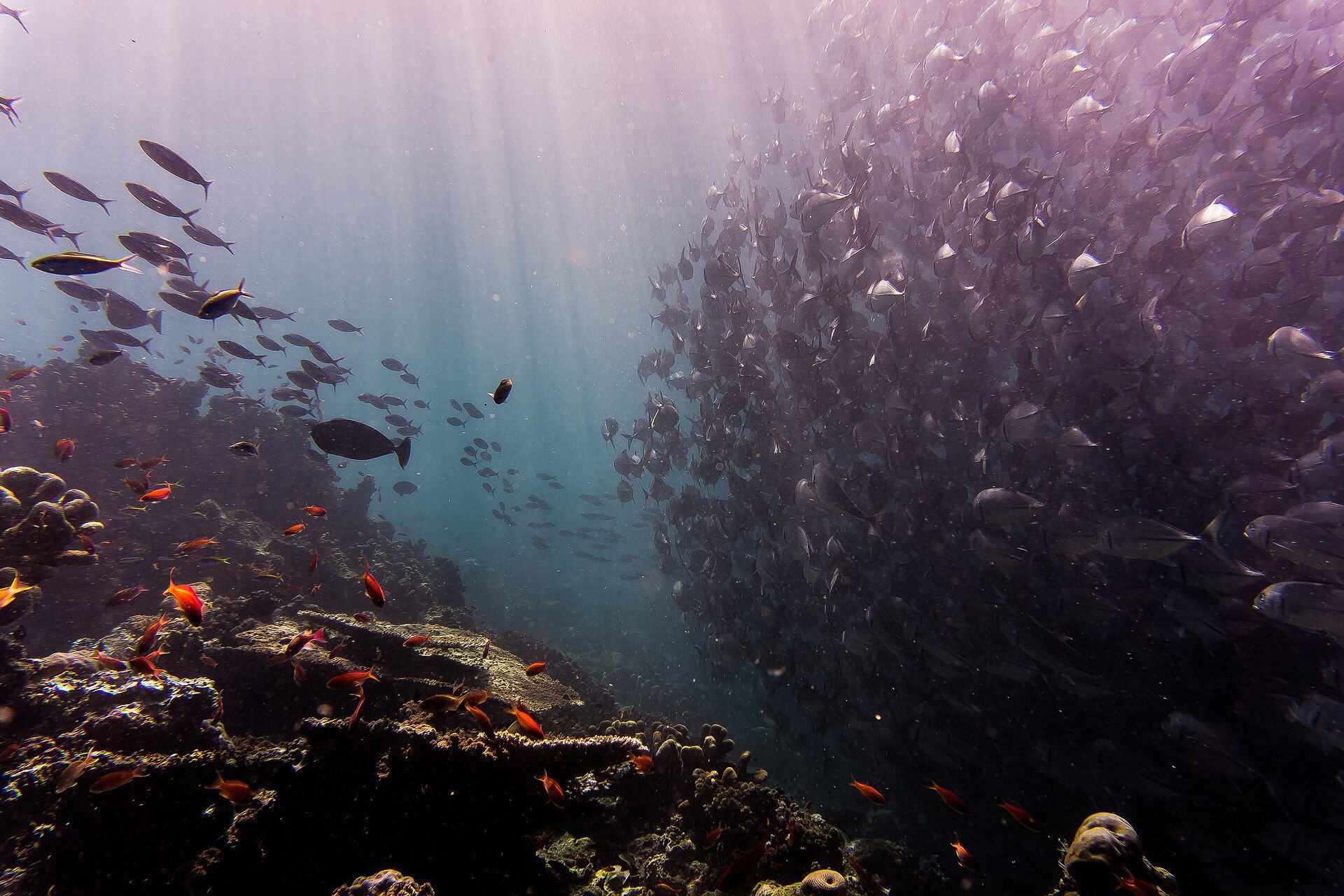 Sipadan Island, Celebes Sea, off Sabah, Malaysian Borneo