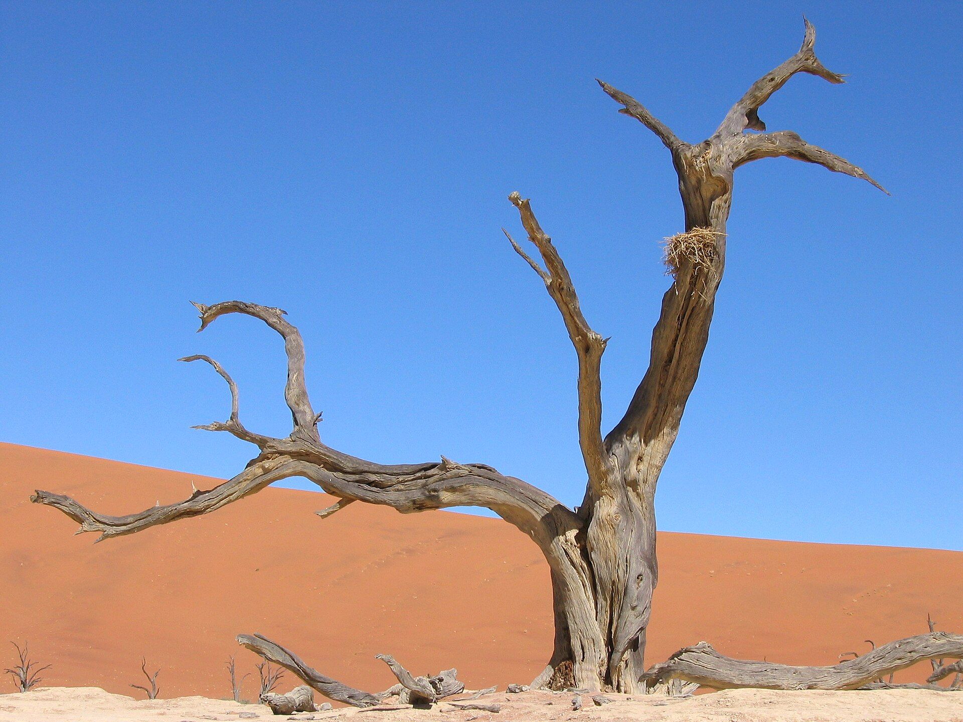 Sossusvlei & Deadvlei, Namib-Naukluft National Park, Namibia