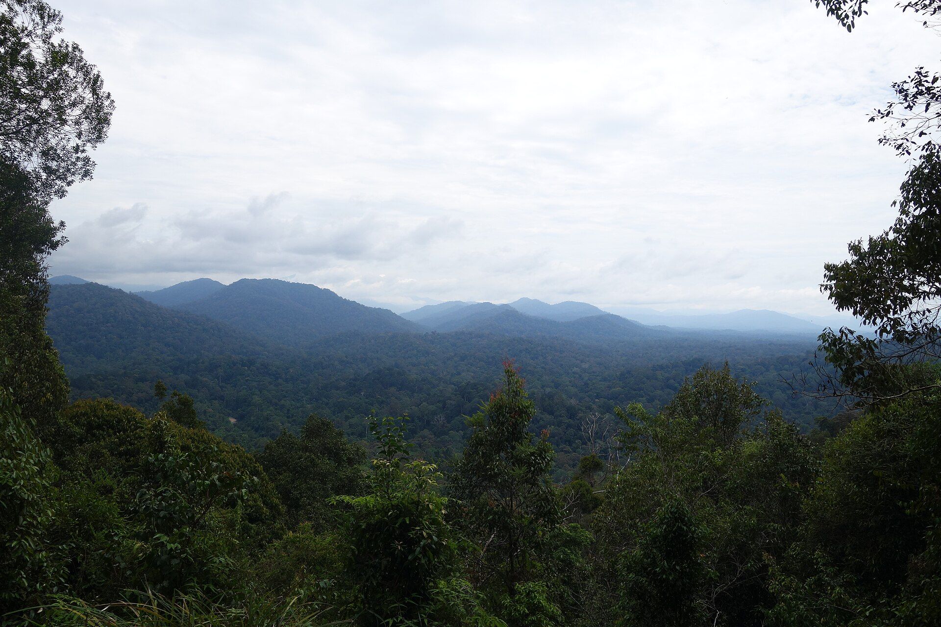 Taman Negara, Pahang, Terengganu and Kelantan, Peninsular Malaysia