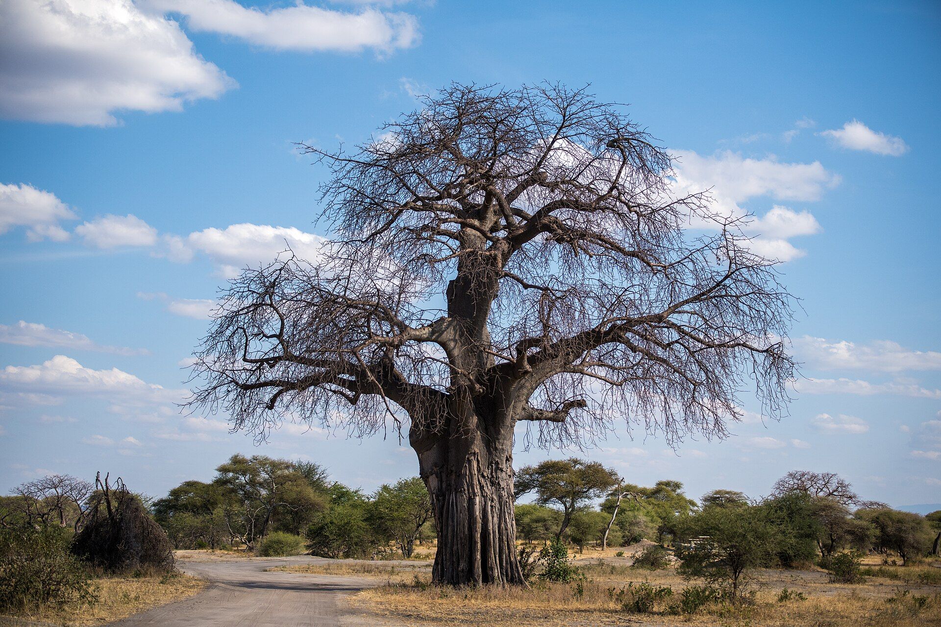 Tarangire National Park, Manyara Region, Northern Tanzania