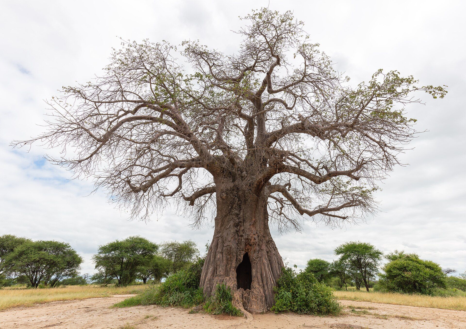 Tarangire National Park, Manyara Region, Northern Tanzania