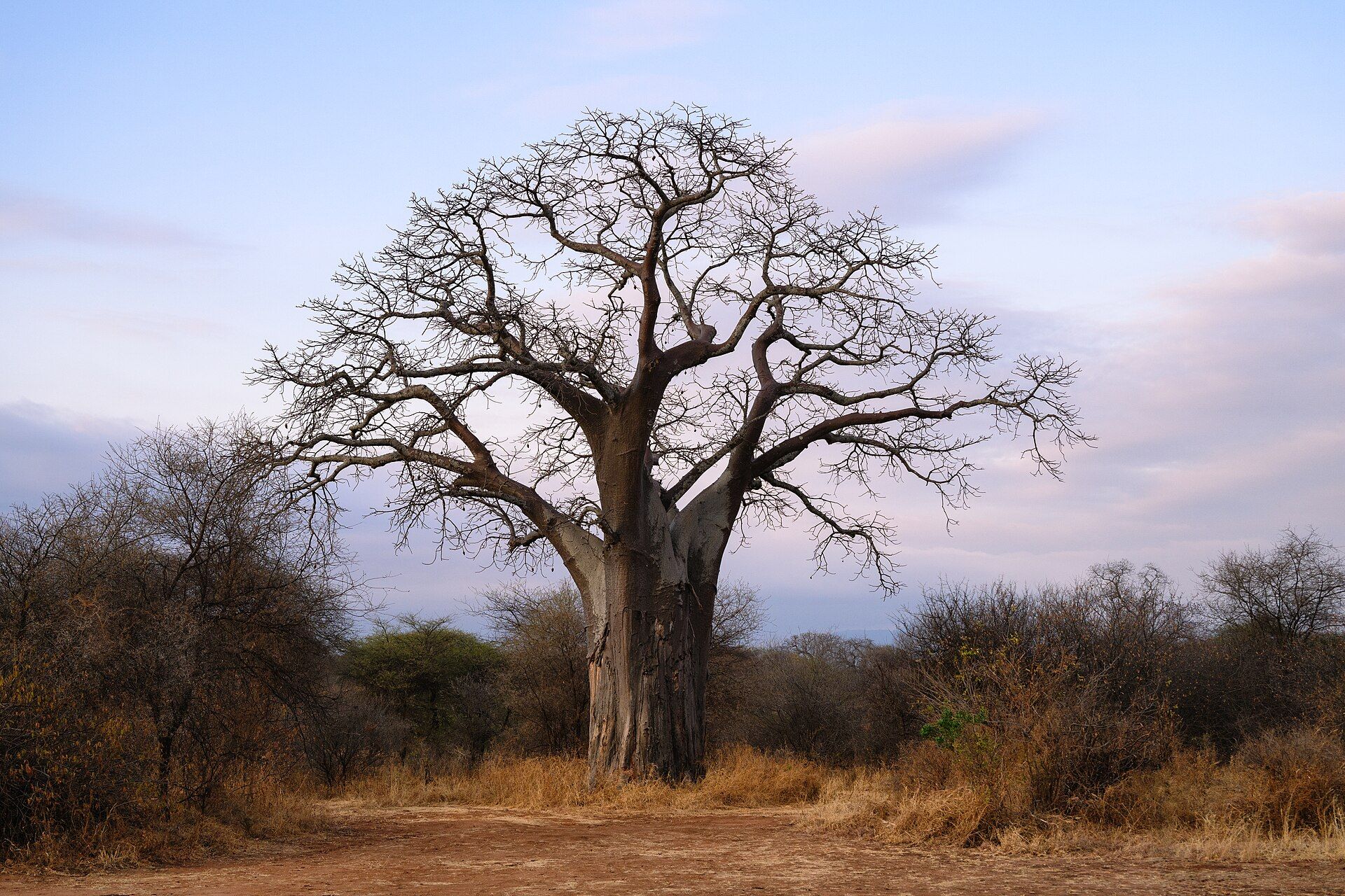 Tarangire National Park, Manyara Region, Northern Tanzania
