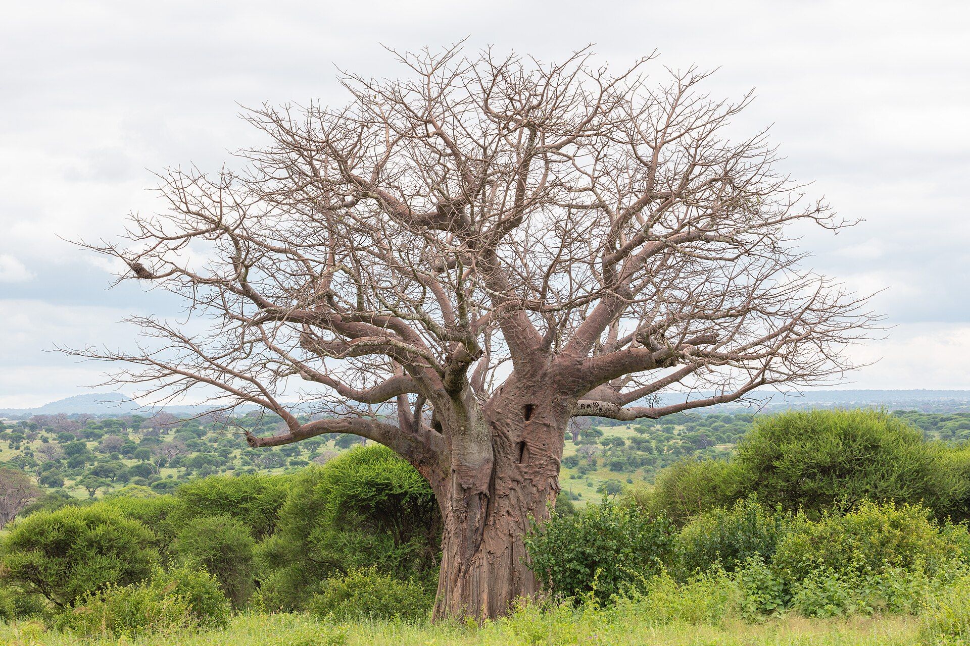 Tarangire National Park, Manyara Region, Northern Tanzania
