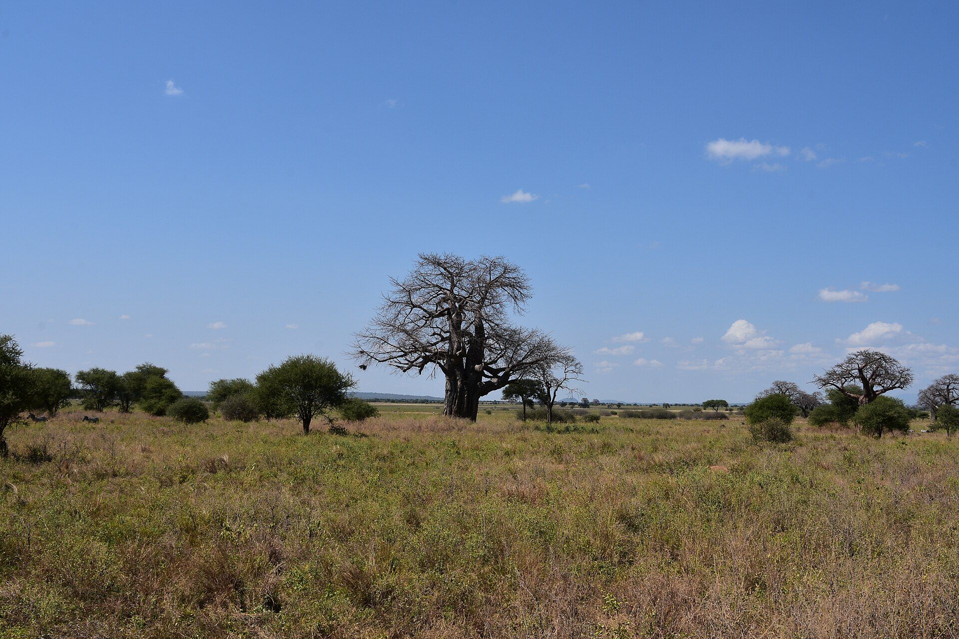 Tarangire National Park, Manyara Region, Northern Tanzania
