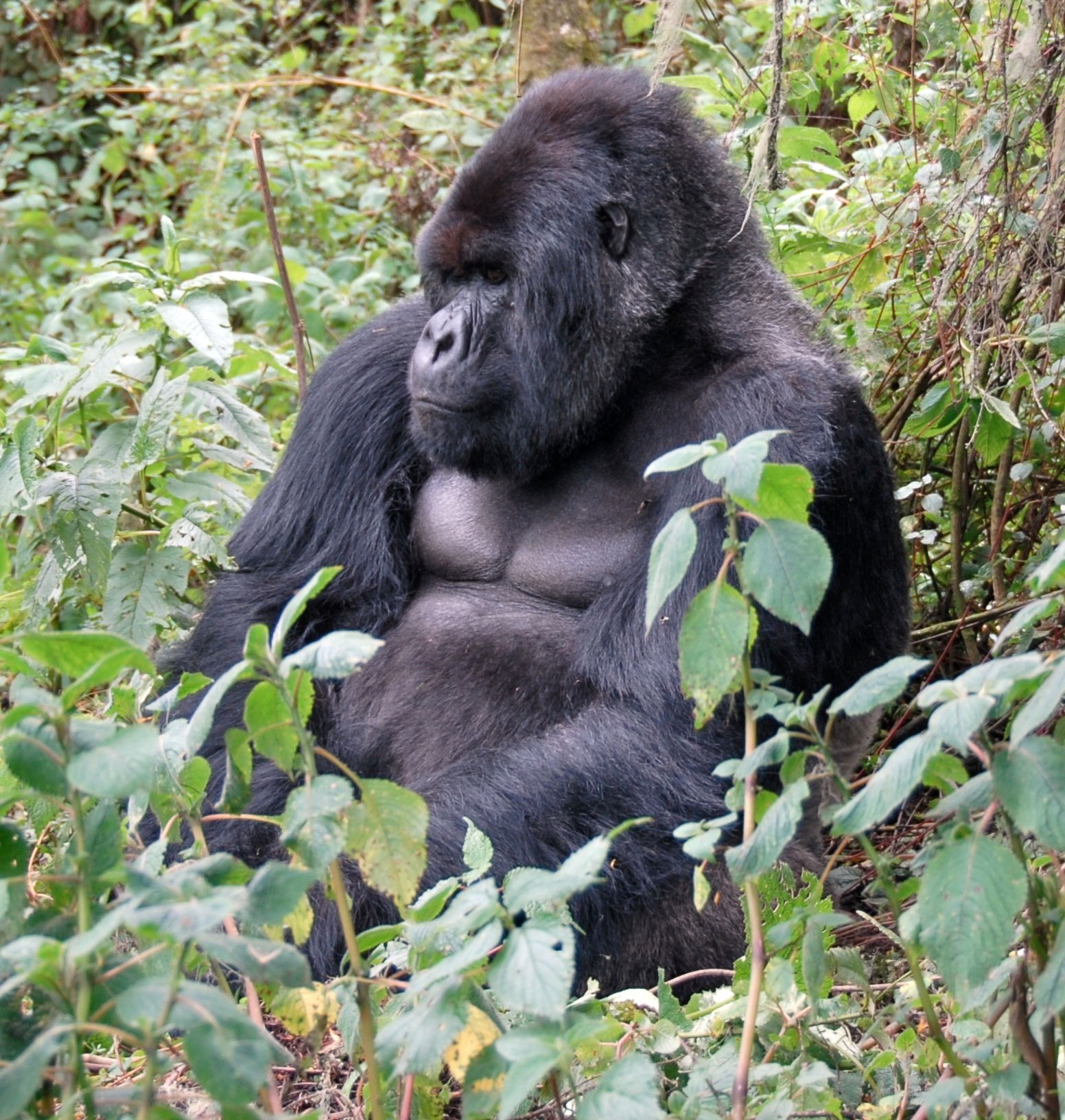 Volcanoes National Park, Northwestern Rwanda (Virunga Mountains)