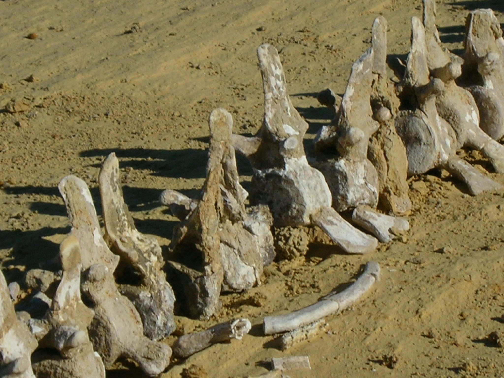 Wadi Al-Hitan, Faiyum Governorate, Western Desert, Egypt