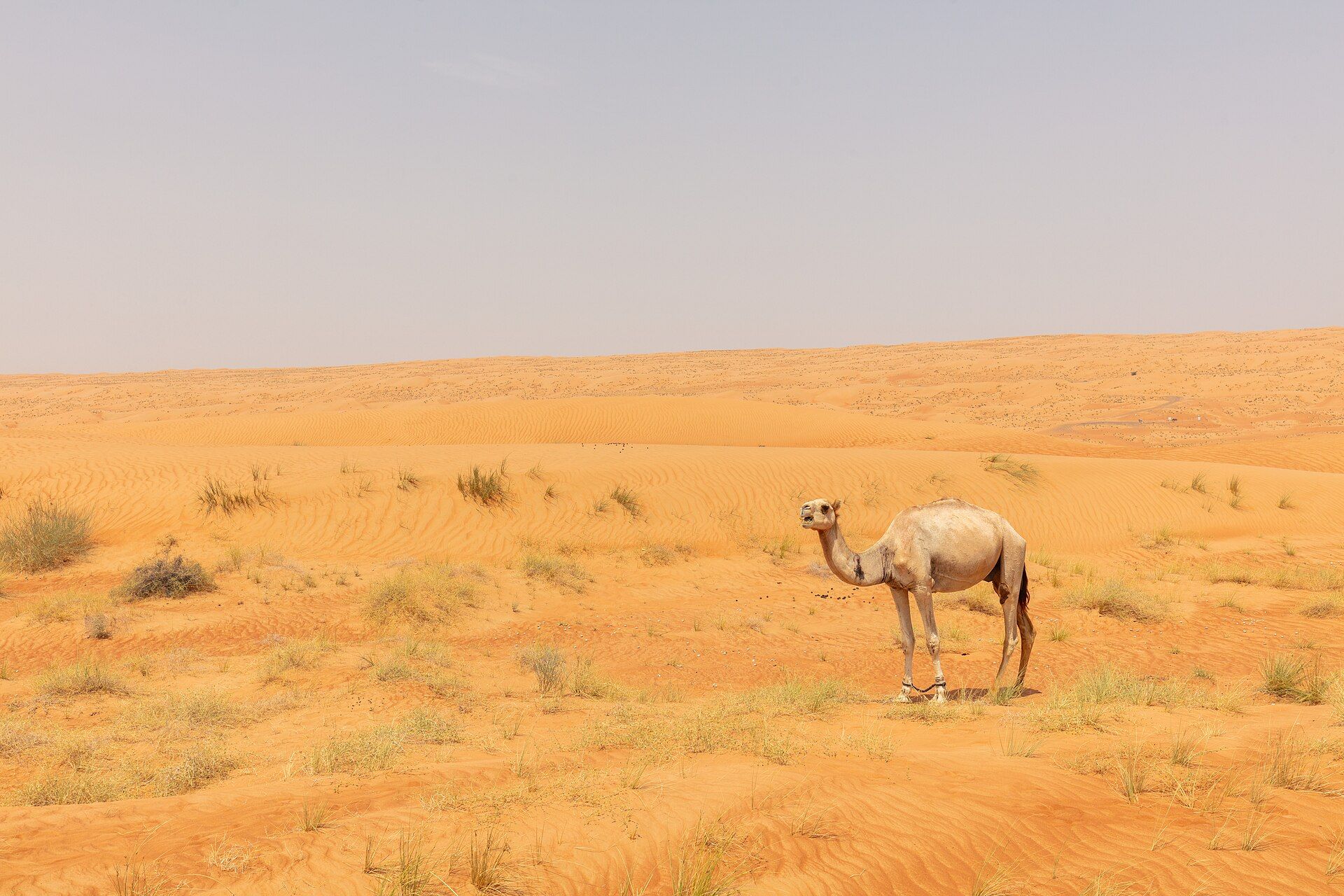 The Wahiba Sands, Ash Sharqiyah, eastern Oman