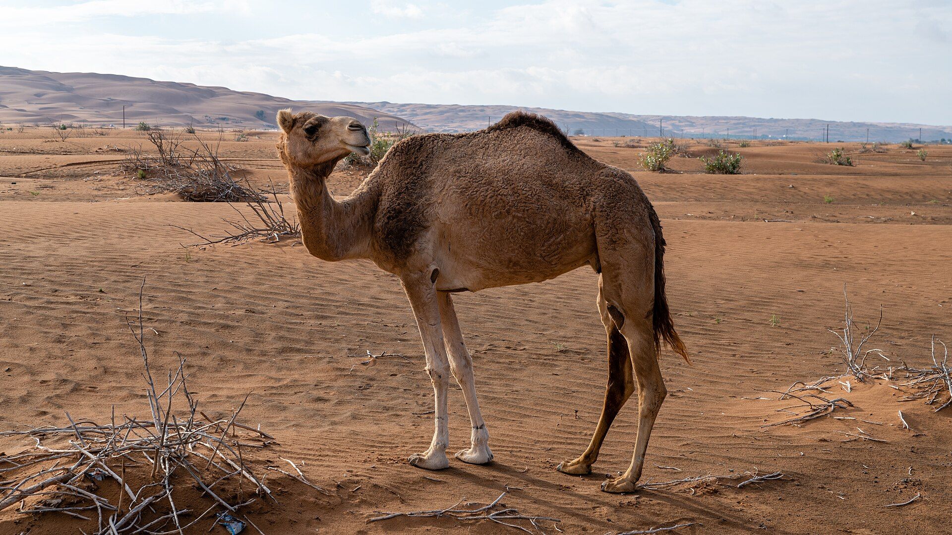 The Wahiba Sands, Ash Sharqiyah, eastern Oman