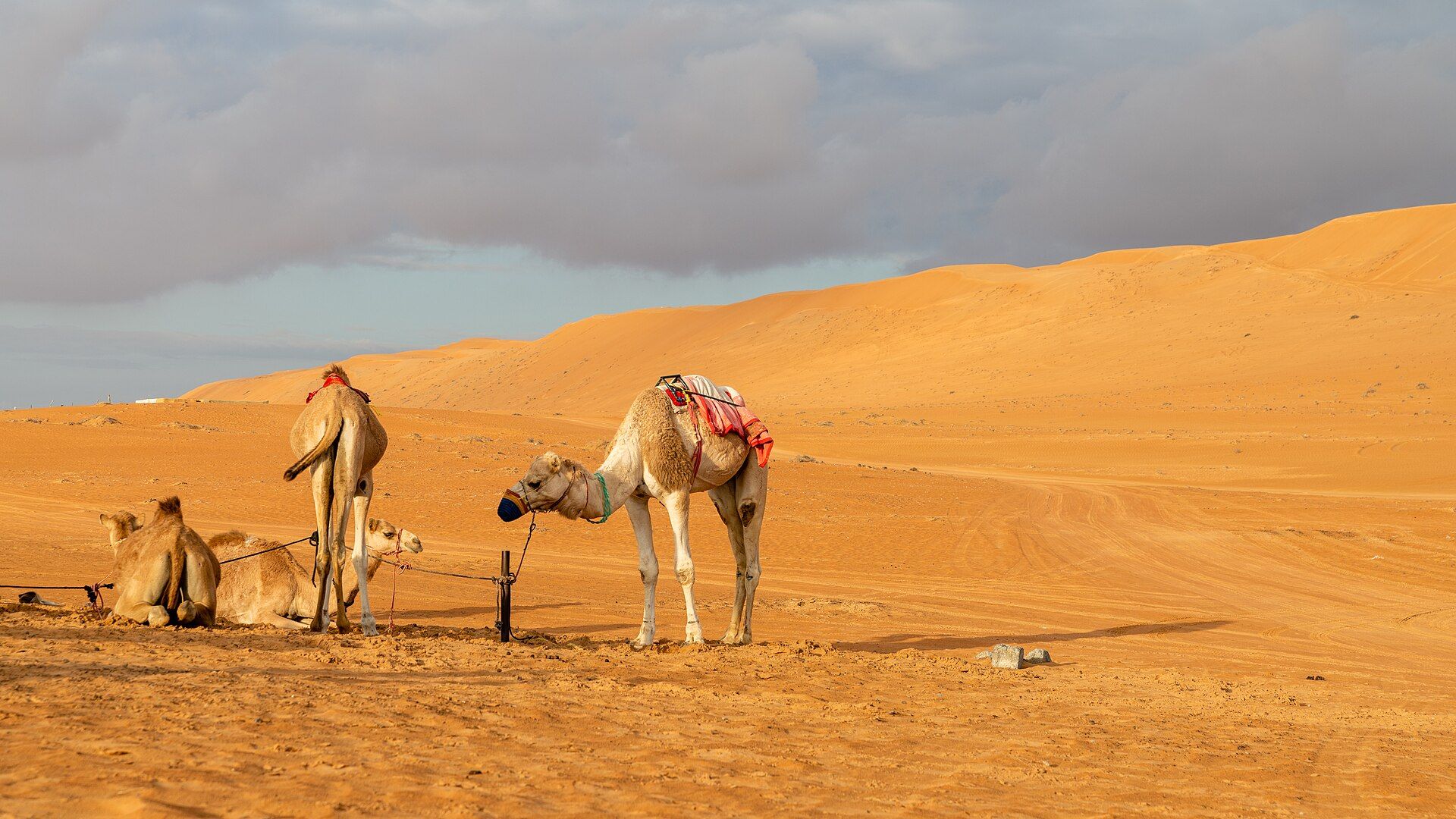 The Wahiba Sands, Ash Sharqiyah, eastern Oman